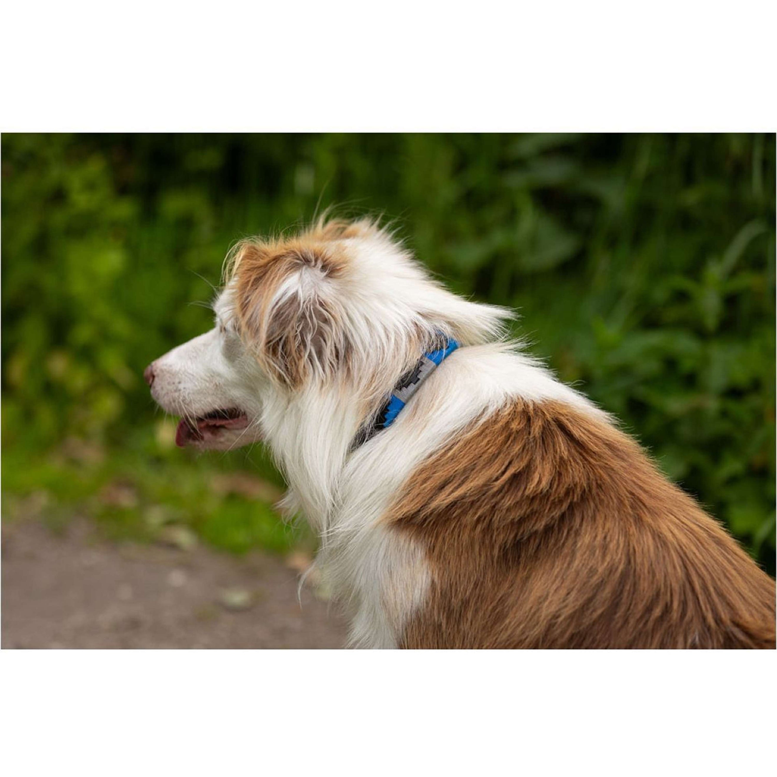 BR Collier pour Chien Bleu/Gris