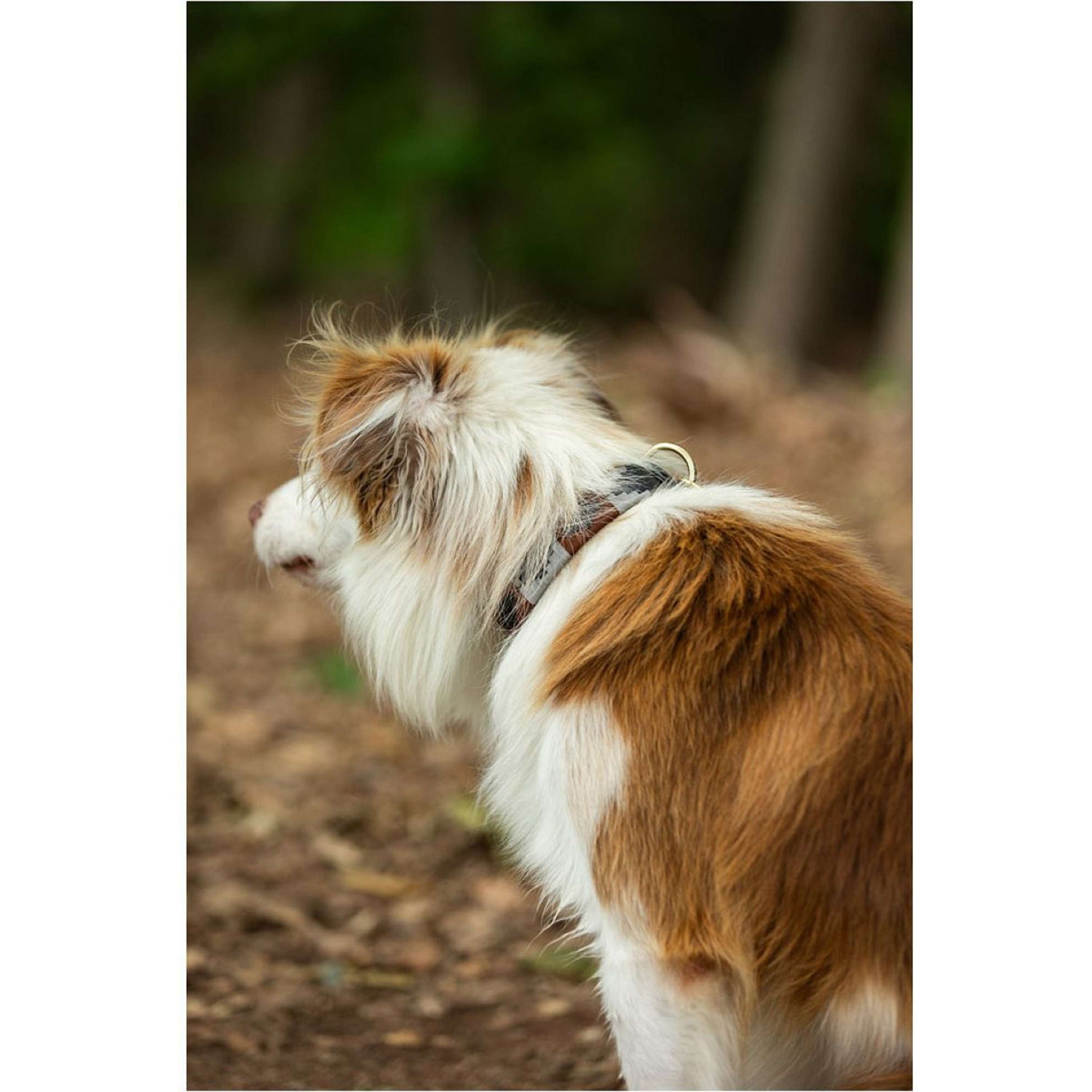 BR Collier pour Chien Maaron/Gris BR Collier pour Chien Maaron/Gris