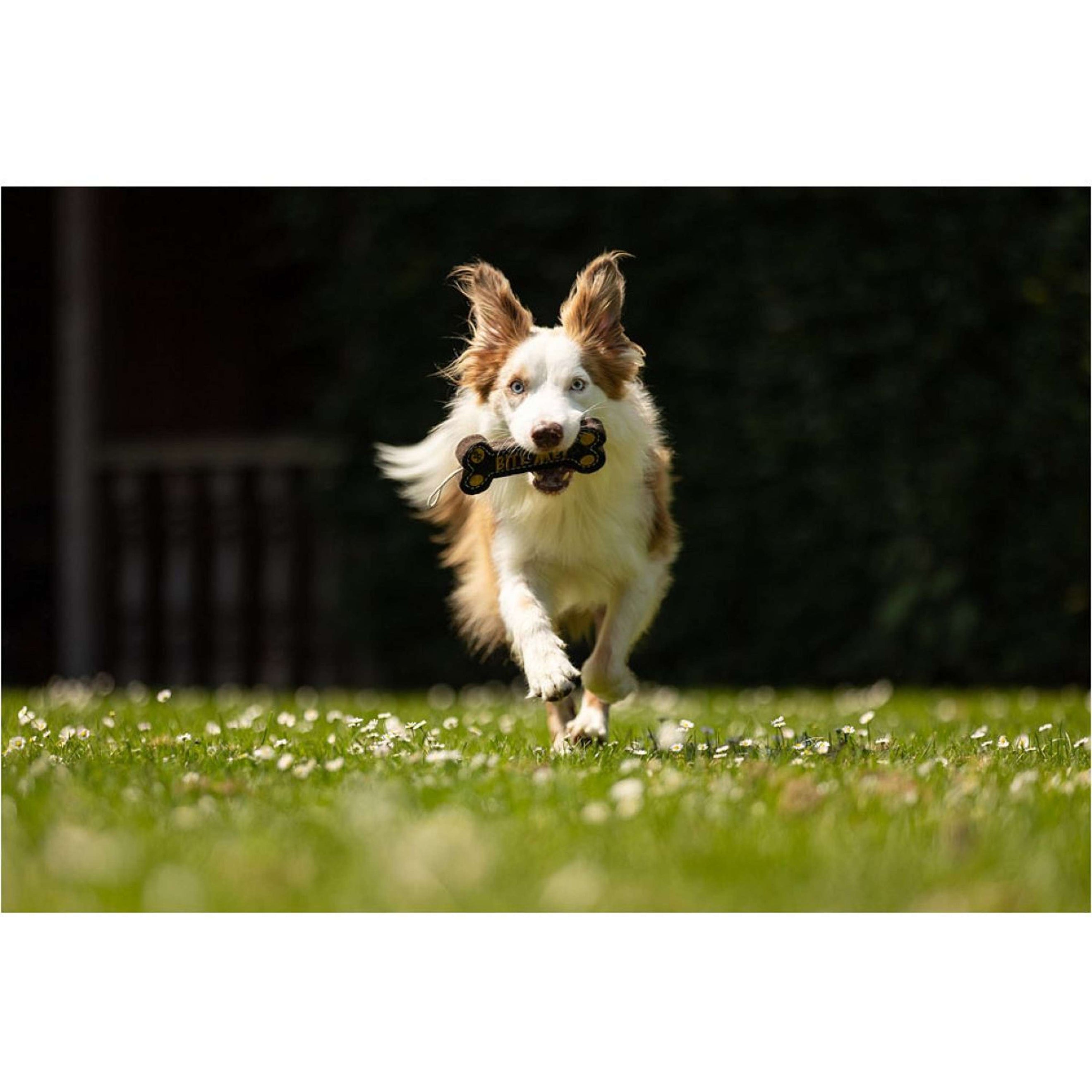 BR Jeu pour Chien Bone