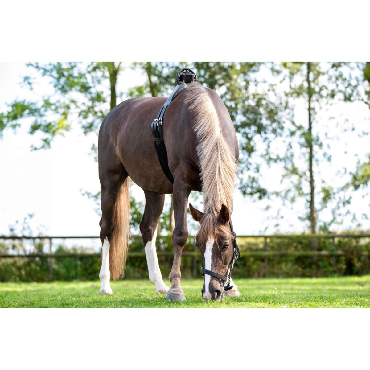 Birth Alarm Premium Complete