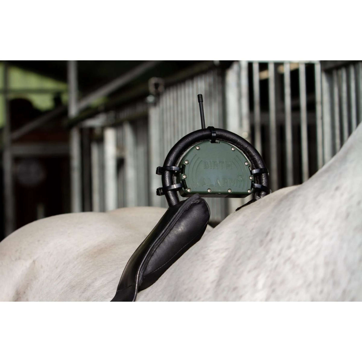 Birth Alarm Surfaix Complet Avec Sangle Standard