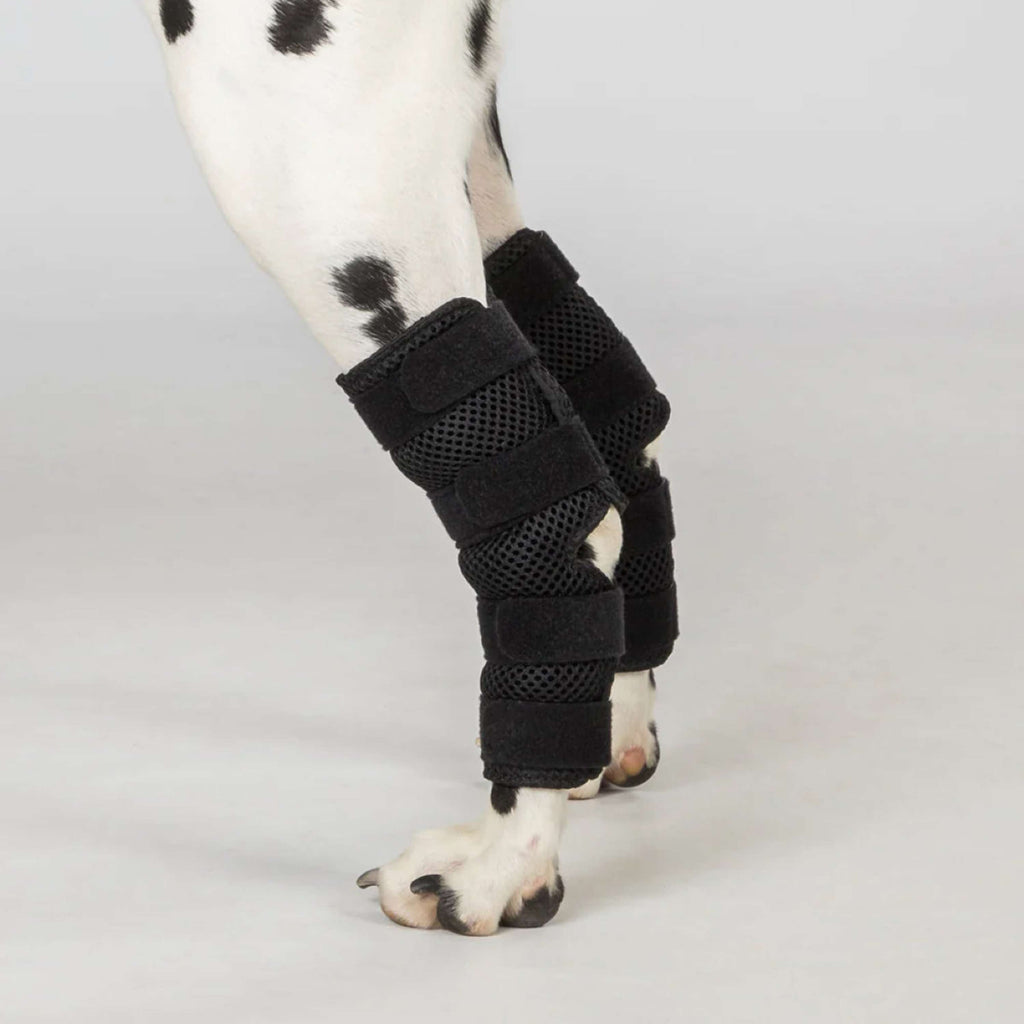 Back on Track Protecteur de jarret Dixie Chien Noir