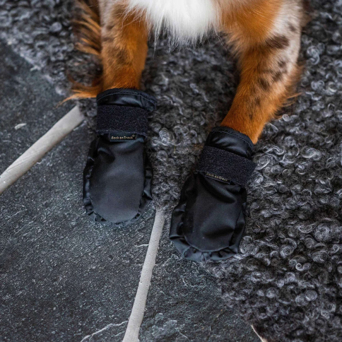 Back on Track Chaussures pour Chien Koda Noir