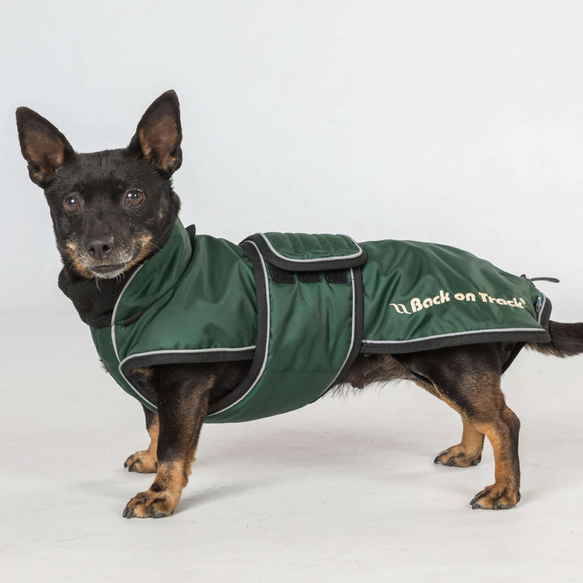 Back on Track Veste pour Chien Buddy Vert