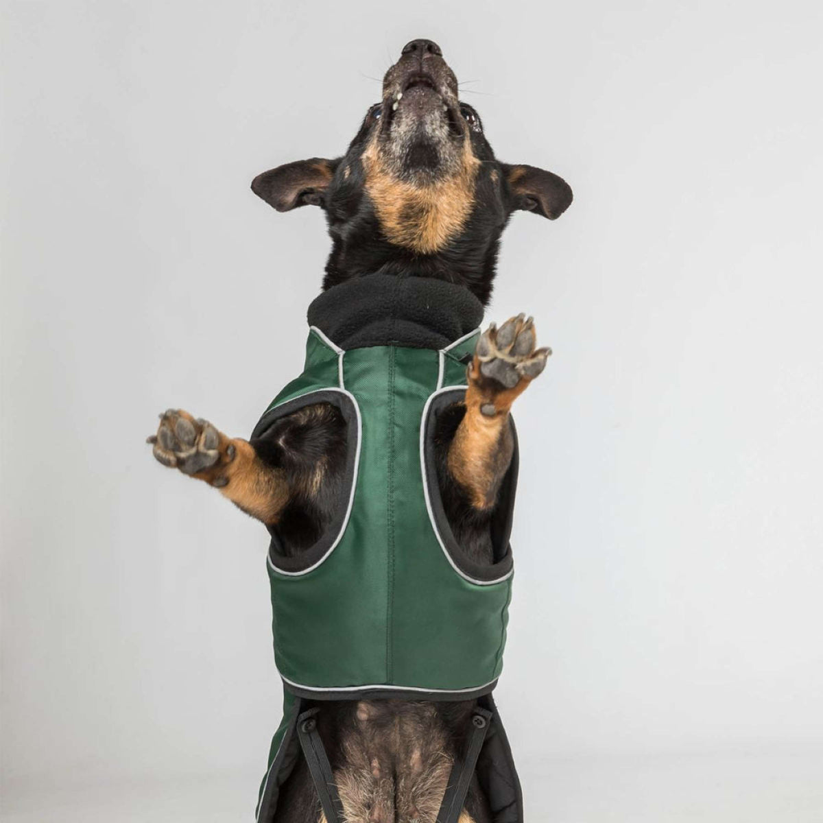 Back on Track Veste pour Chien Buddy Vert