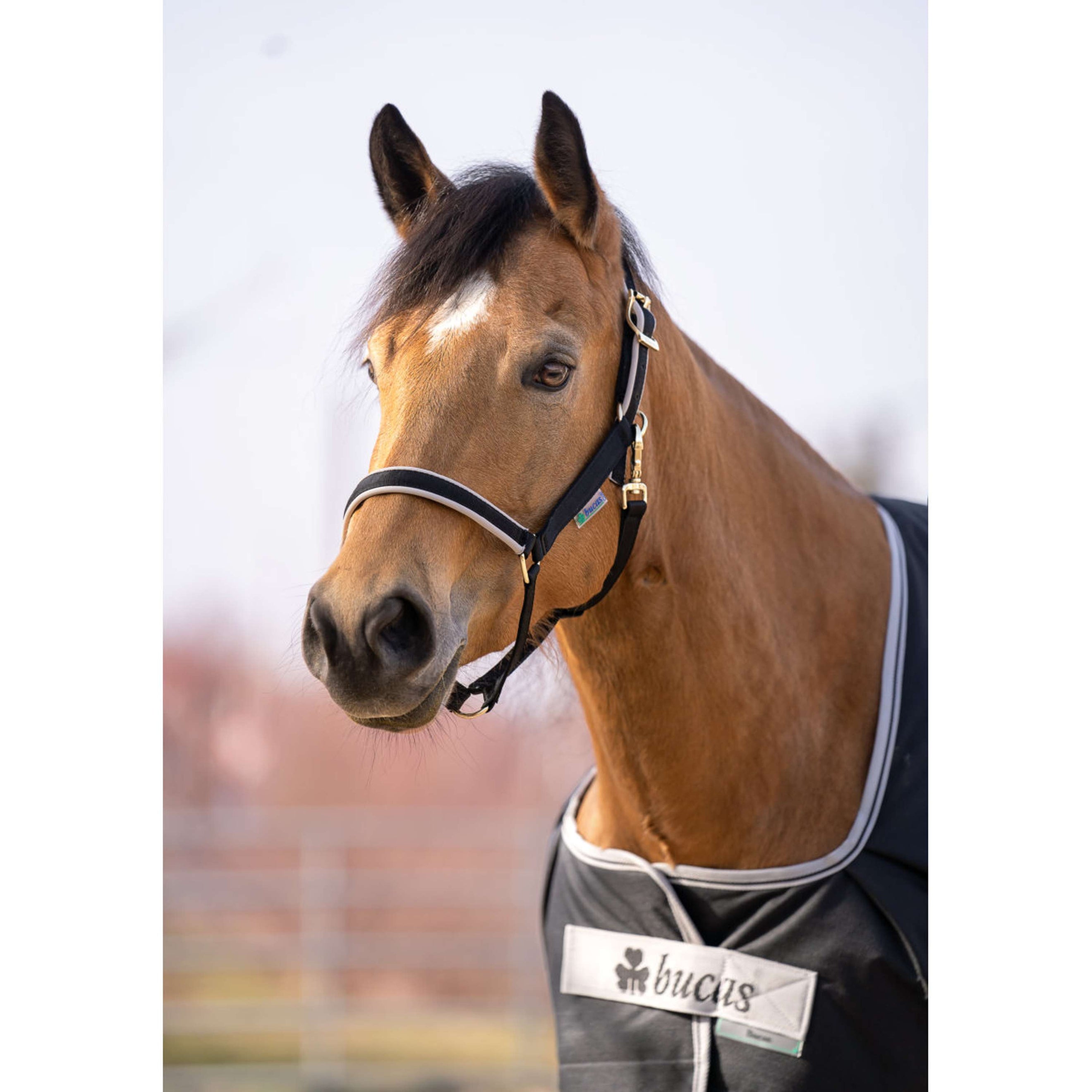 Bucas Anniversary Turnout Dermo-care 50g Sapphire Bucas Anniversary Turnout Dermo-care 50g Sapphire
