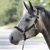 Bucas Licol Dublin Foal Noir