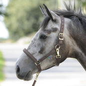 Bucas Licol Dublin Foal Marron