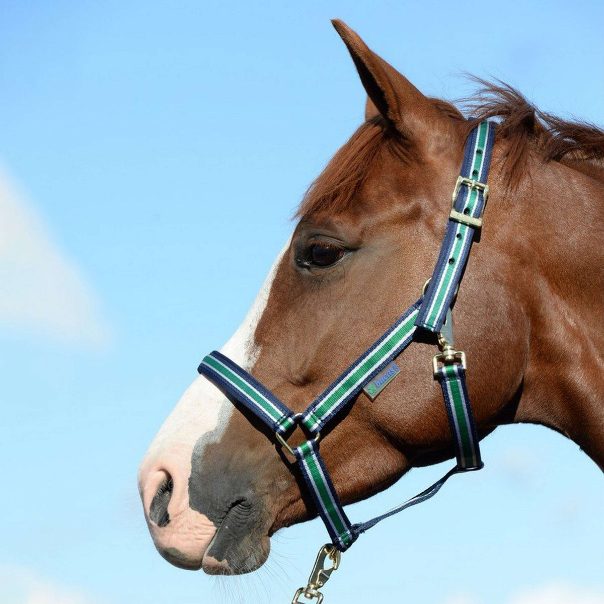 Bucas Licol Dublin Foal Marine rayé