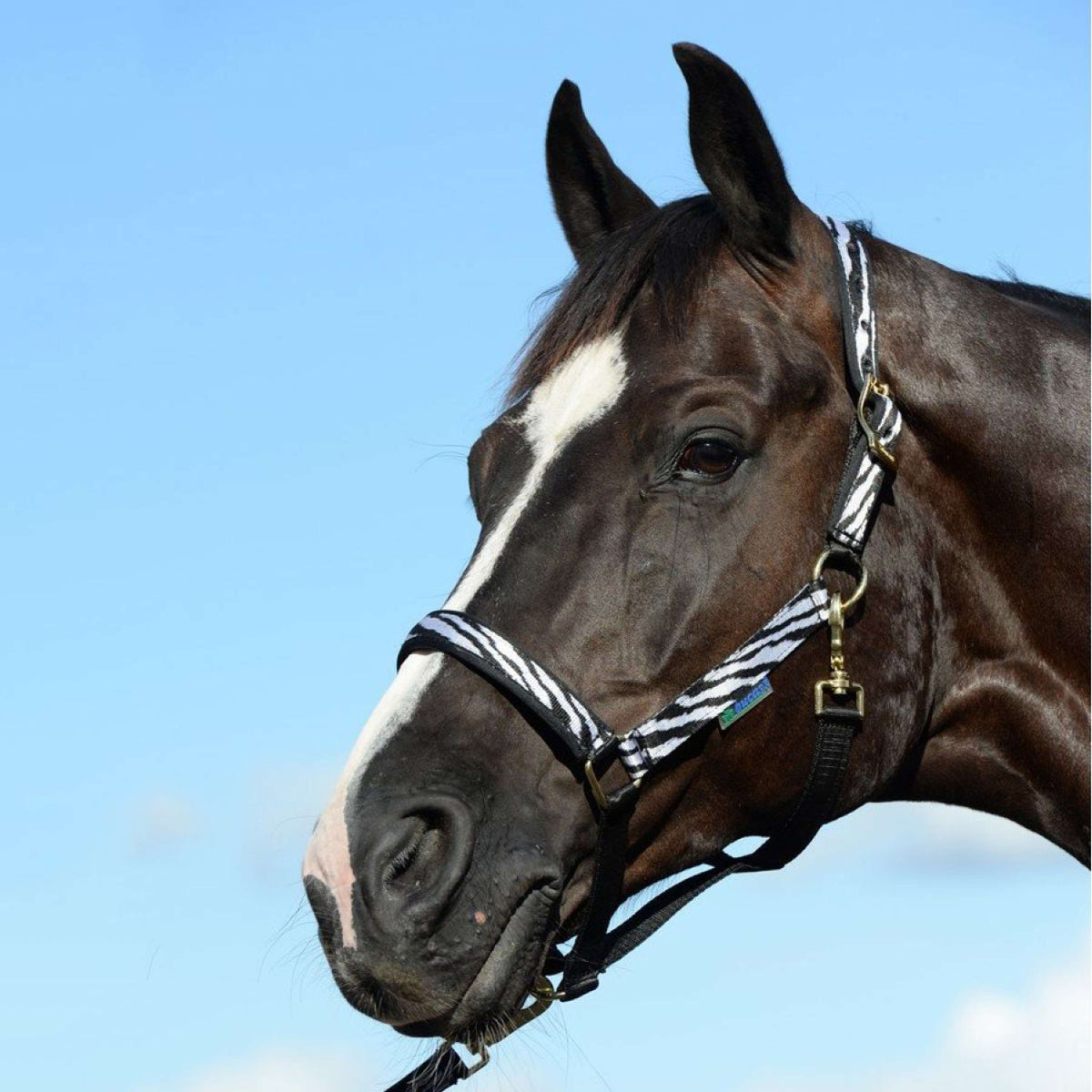 Bucas Licol Dublin Foal Zebra