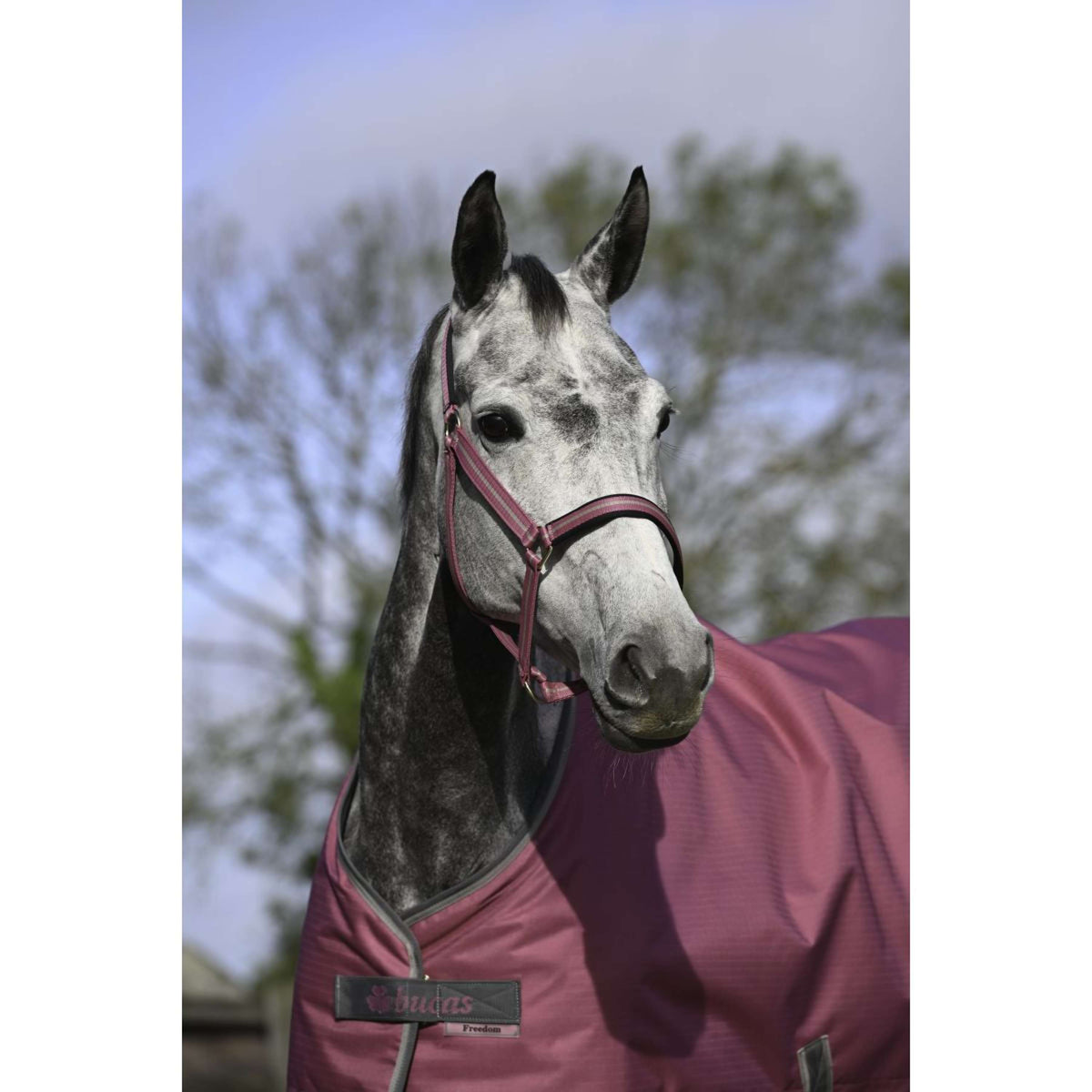 Bucas Licol Dublin Poulain Framboise