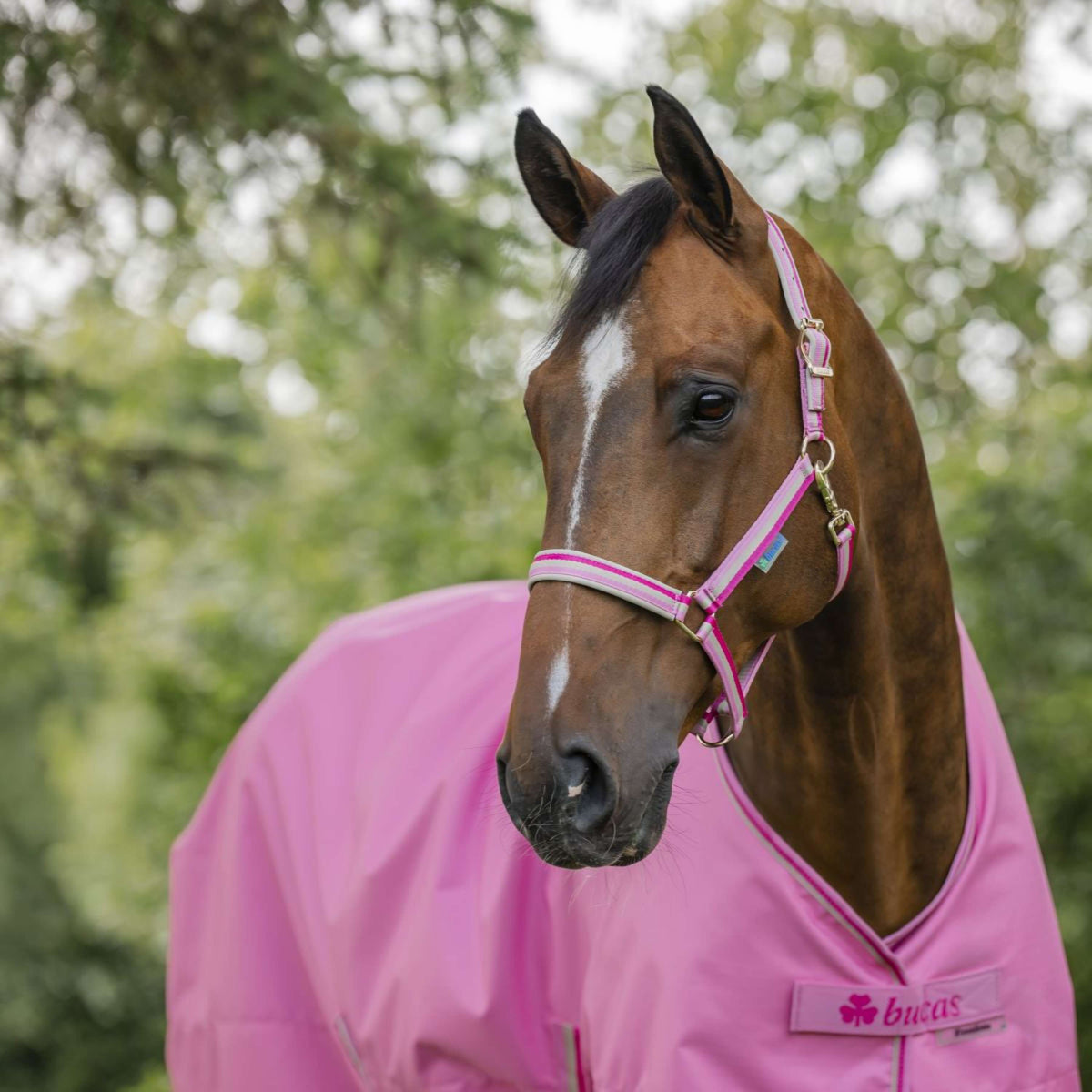 Bucas Licol Dublin Poulain Aurora Pink