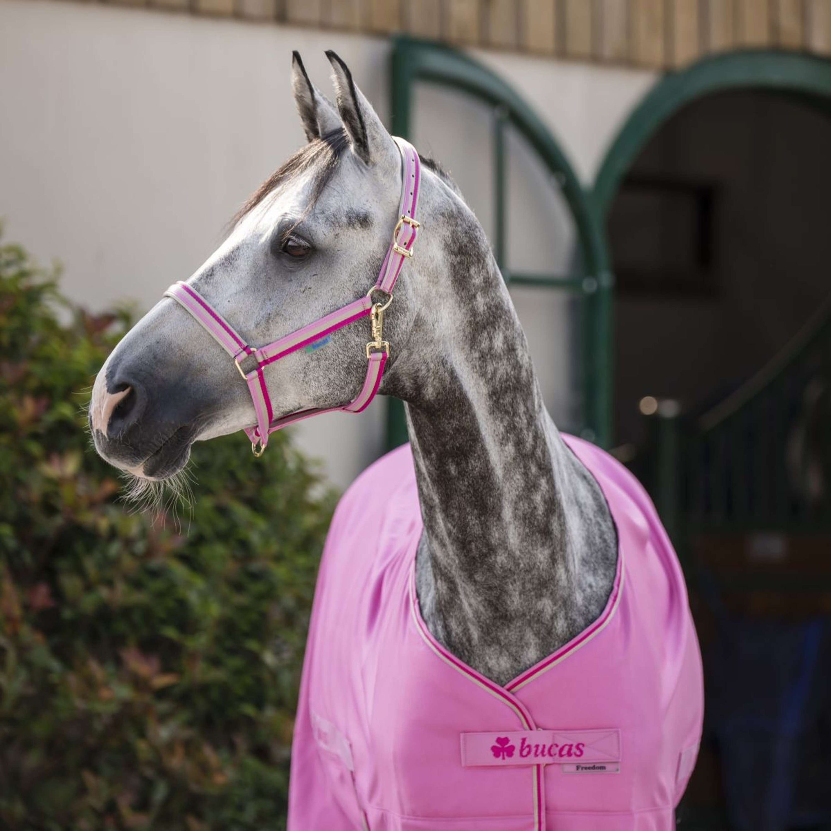 Bucas Licol Dublin Aurora Pink