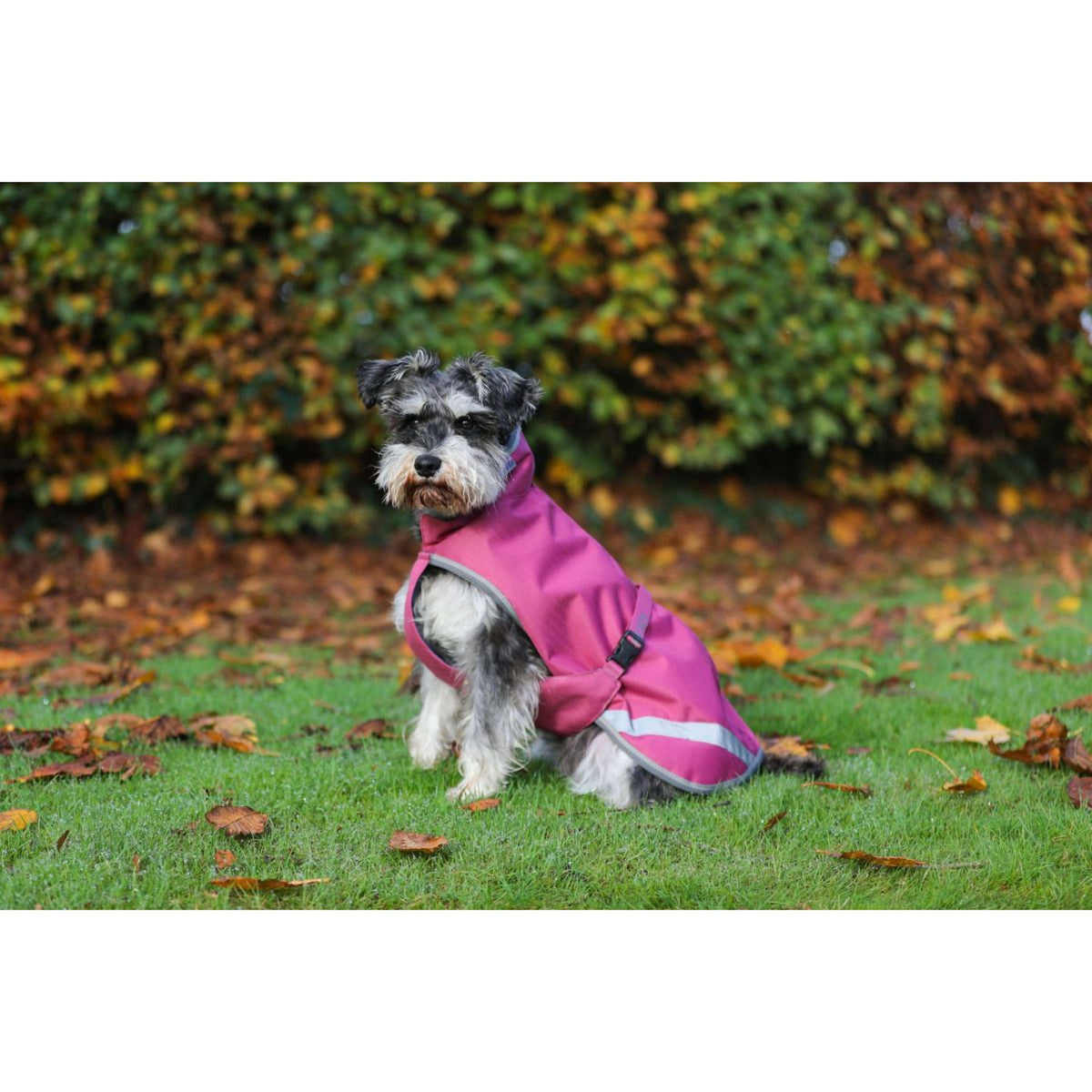 Bucas Freedom Couverture pour Chien 50g Framboise