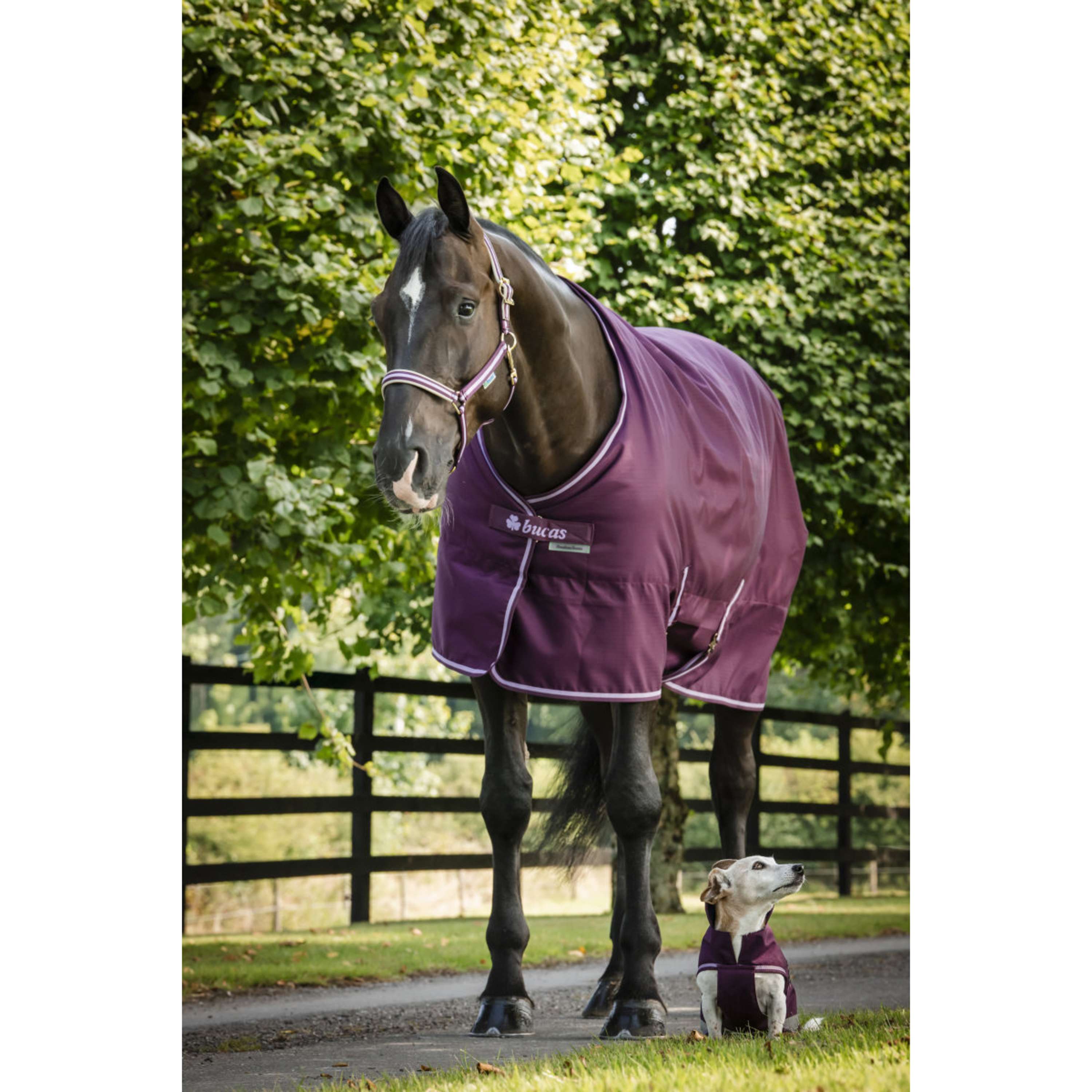 Bucas Freedom Couverture d'Écurie 300g Blackberry