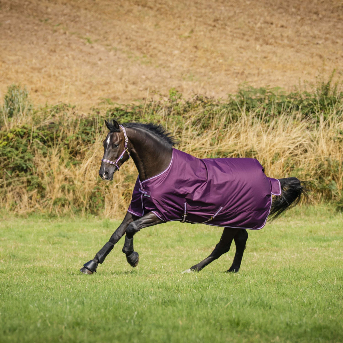 Bucas Freedom Turnout Light 0g Blackberry