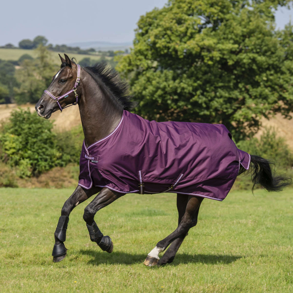 Bucas Freedom Turnout Light 0g Blackberry