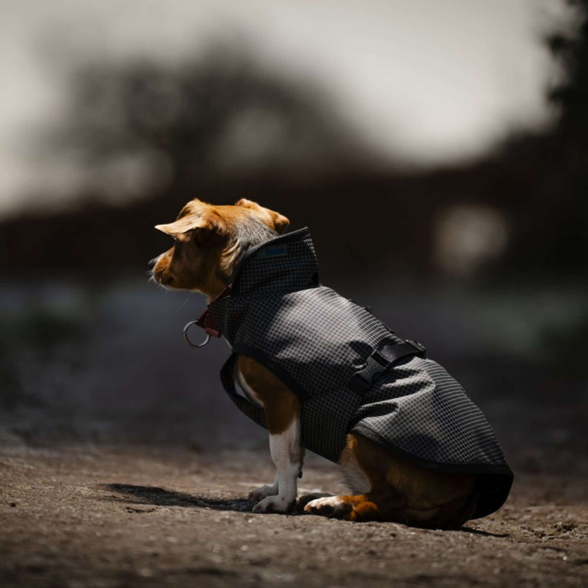 Bucas Tapis pour Chien Reflectglow Reflectglow
