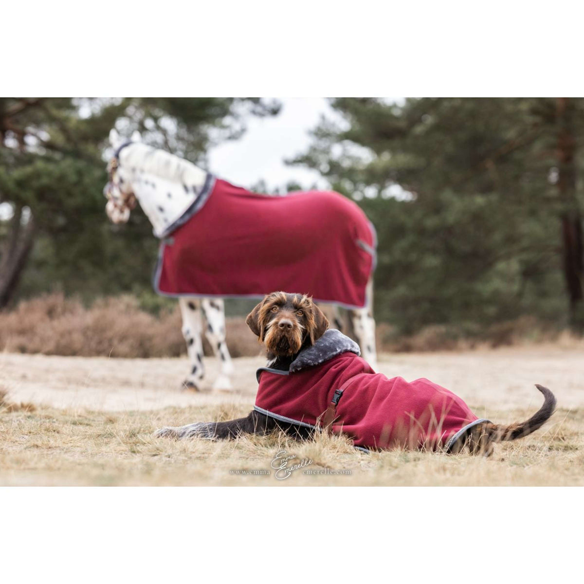 Bucas Couverture pour Chien Show-Line Burgundy/Gris