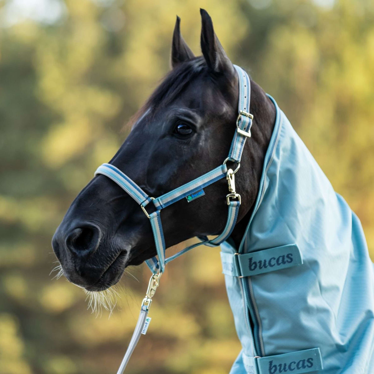 Bucas Licol Dublin Turquoise