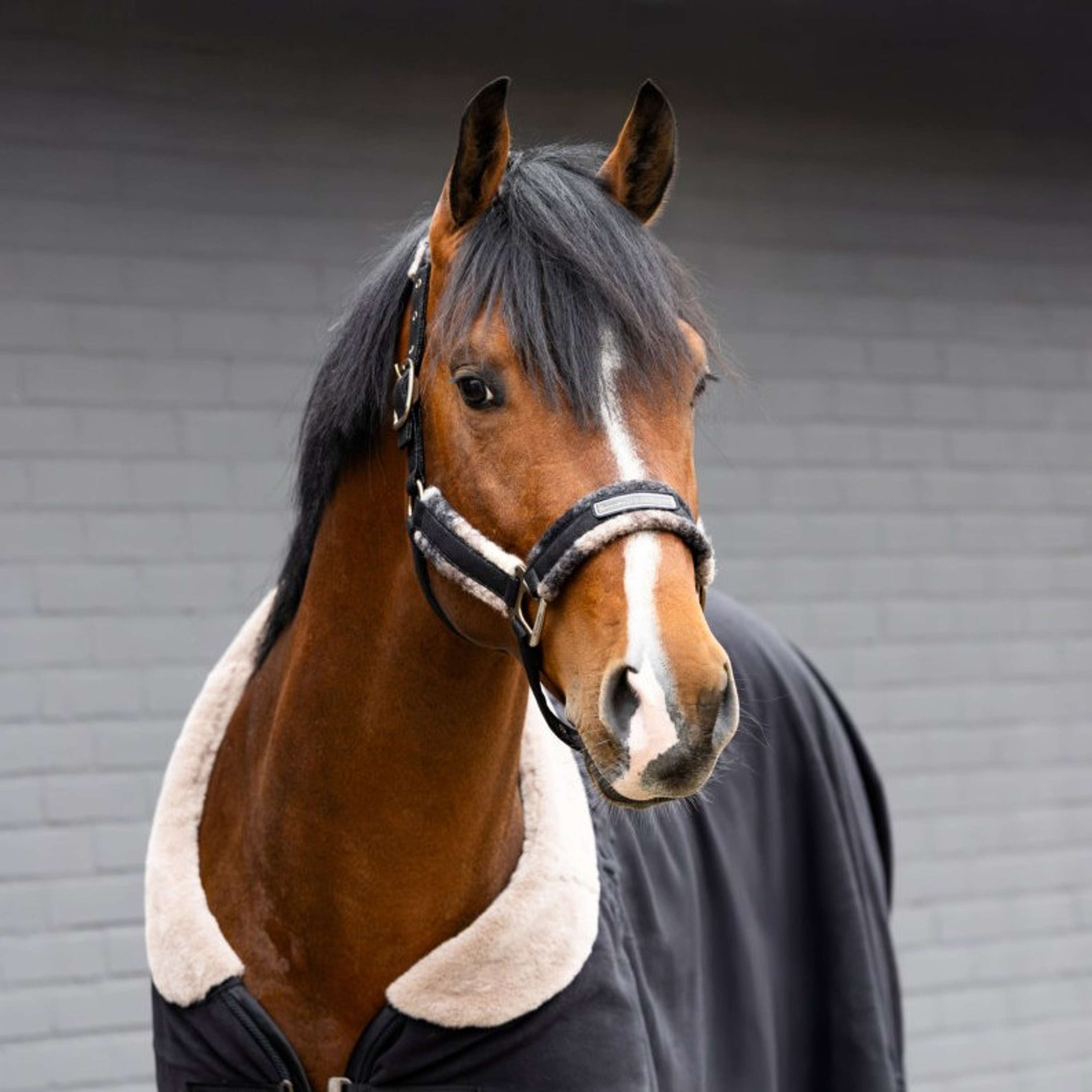Cavallo Licol Cavallavi Carreau