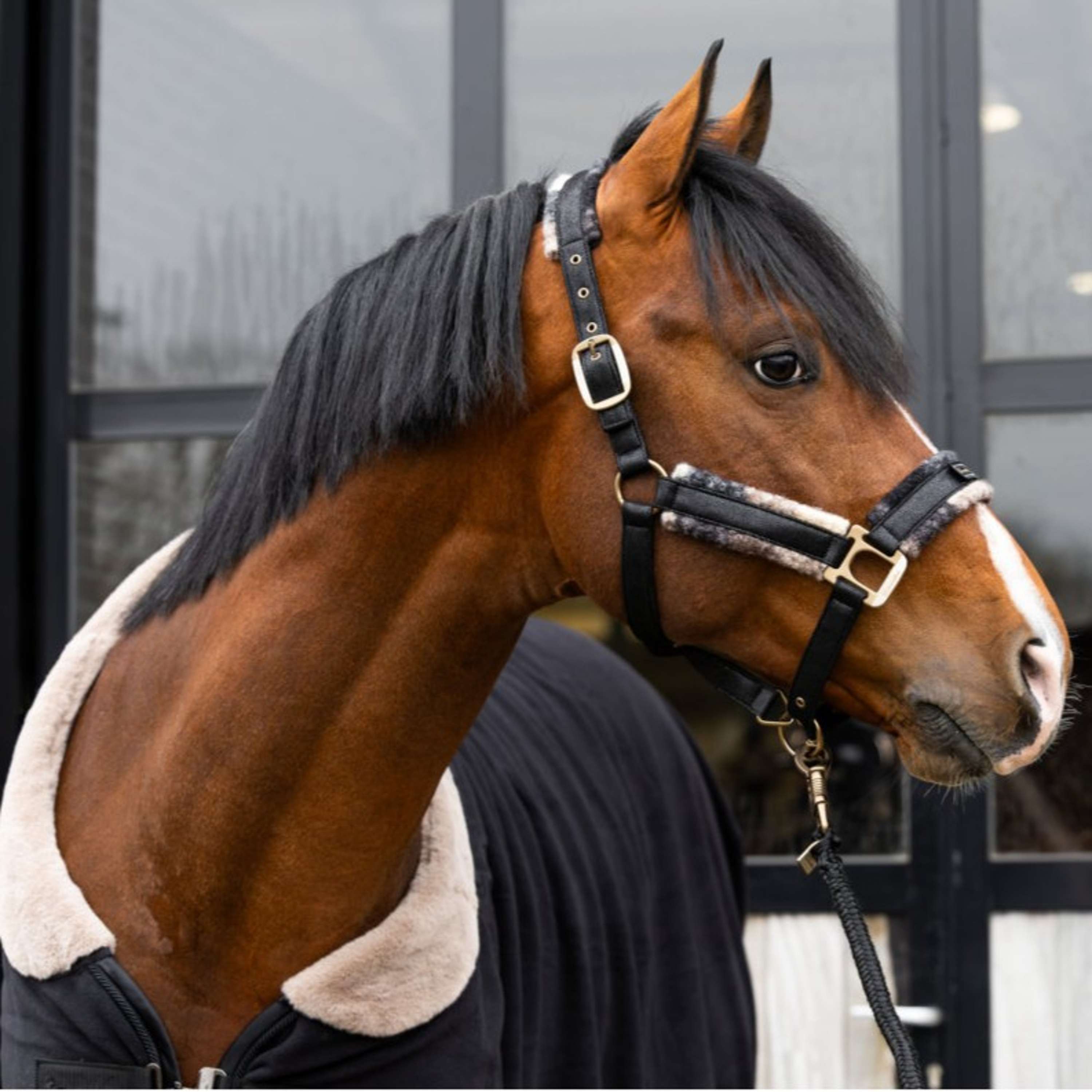 Cavallo Licol Cavallavi Carreau