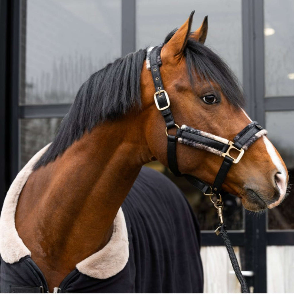 Cavallo Licol Cavallavi Carreau