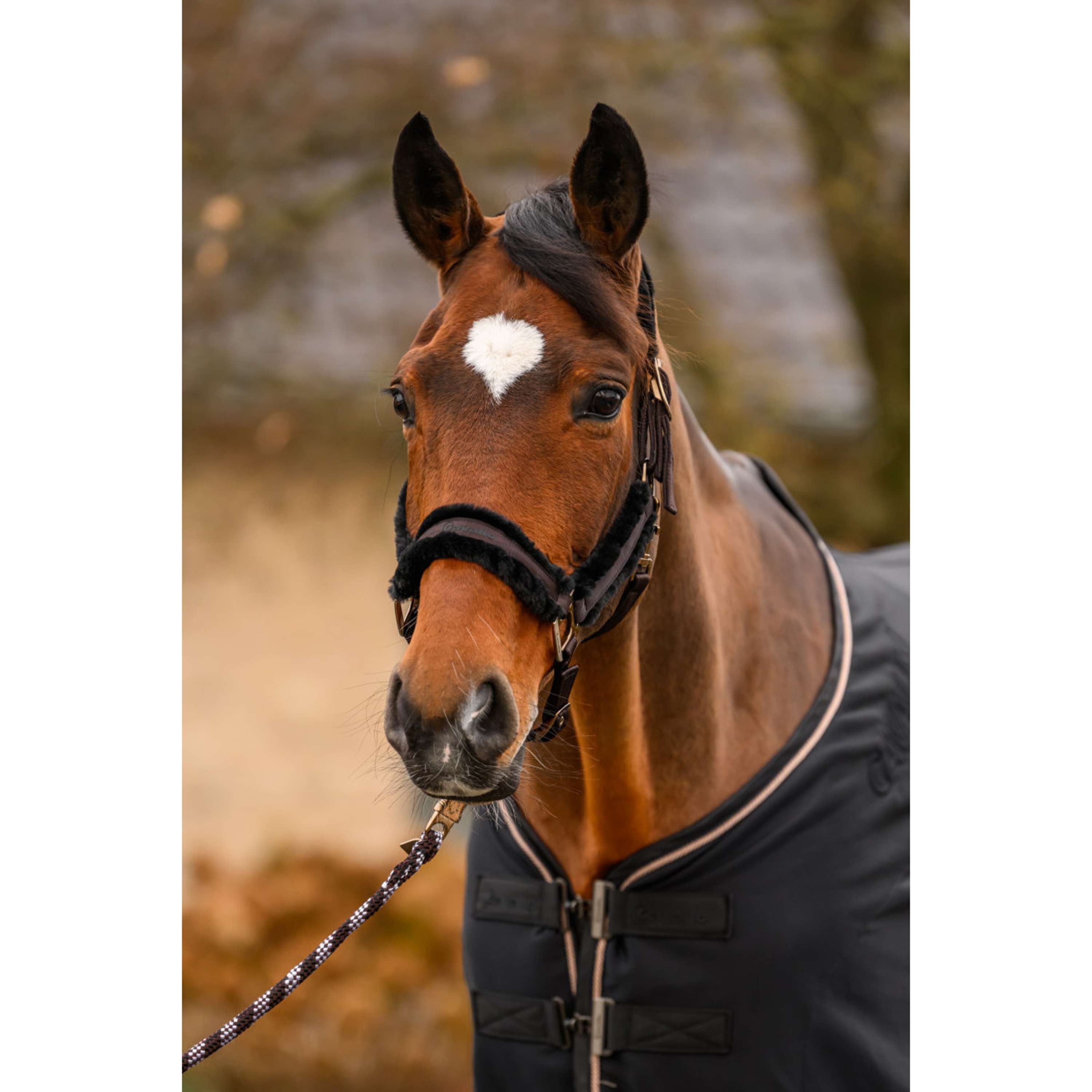 Cavallo Licol CavalJero avec Fourrure Café Noir
