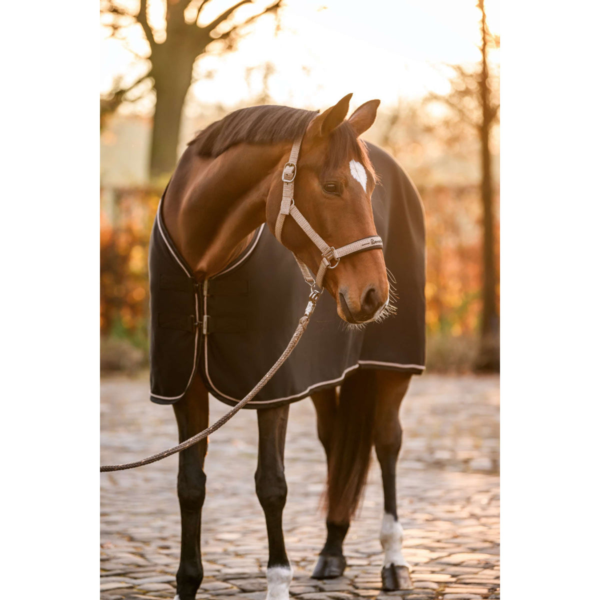 Cavallo Licol CavalRose Latte