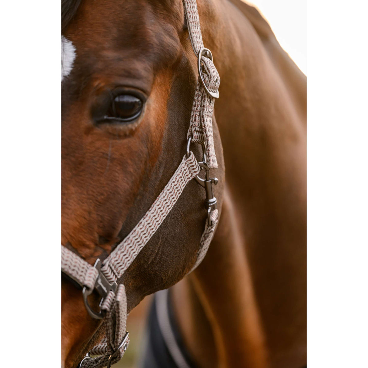 Cavallo Licol CavalRose Latte
