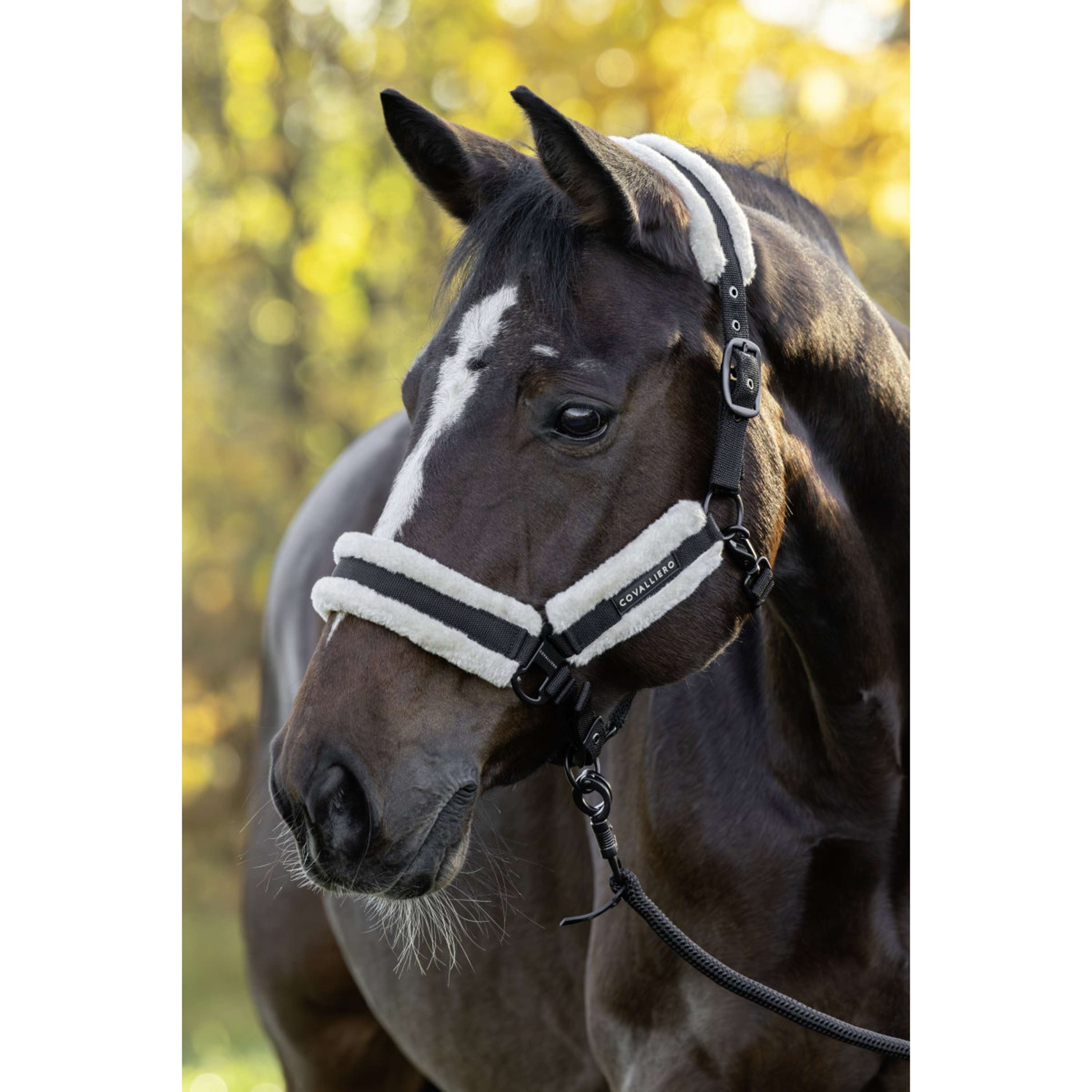 Covalliero Licol Soft AW26 Noir