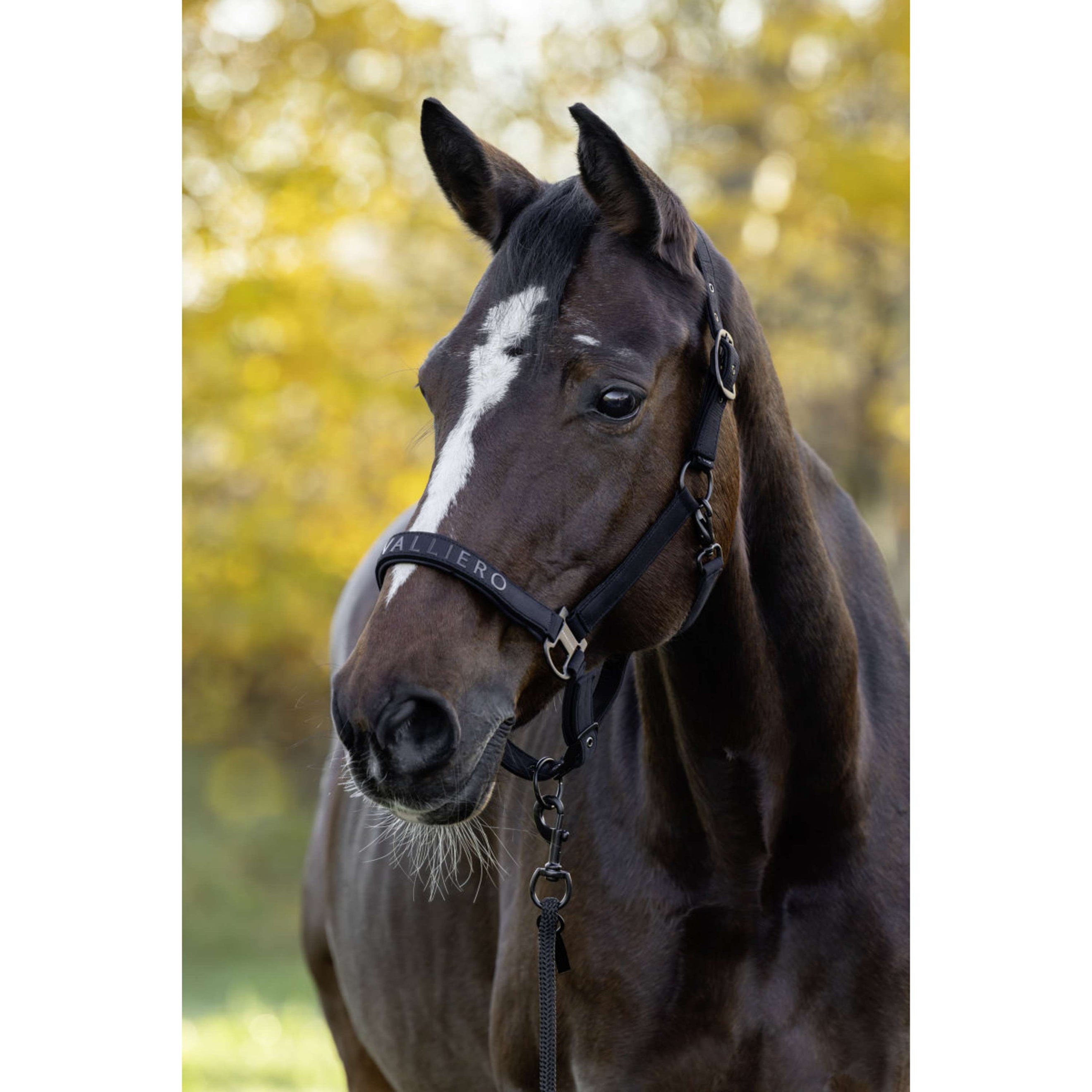 Covalliero Licol AW26 Noir