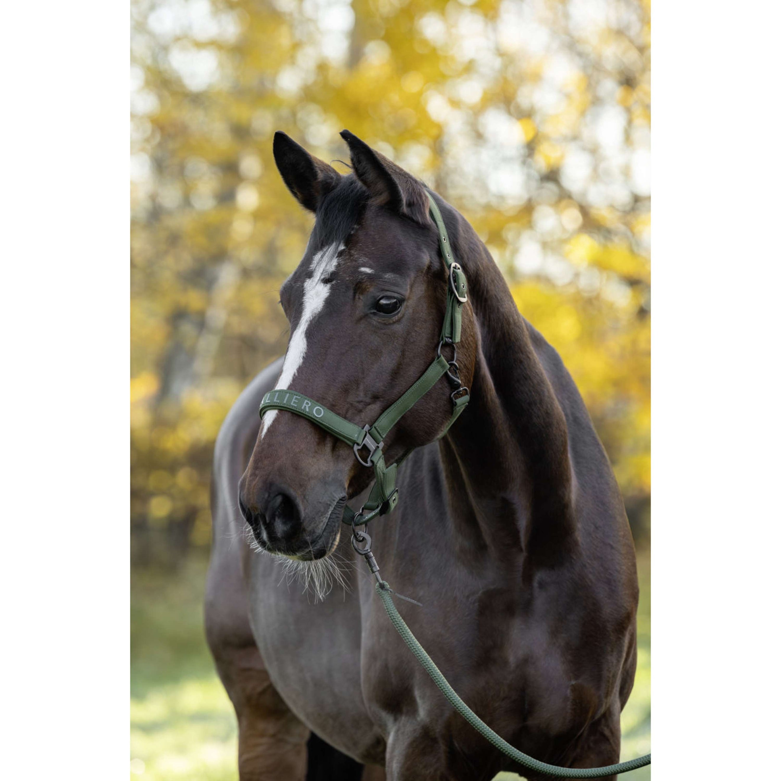 Covalliero Licol AW26 Forest Green