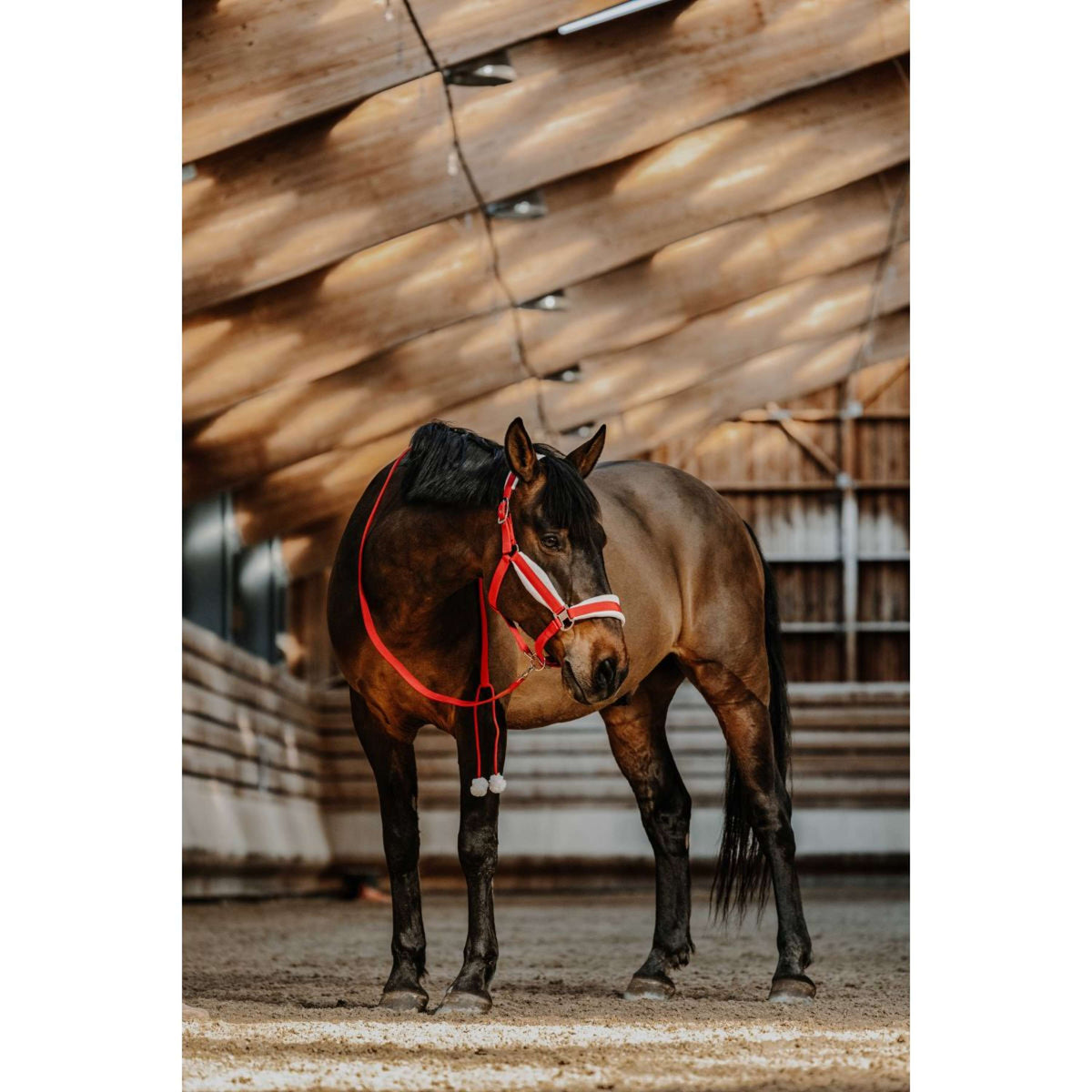 EQUITHÈME Ensemble Licol Noël Rouge