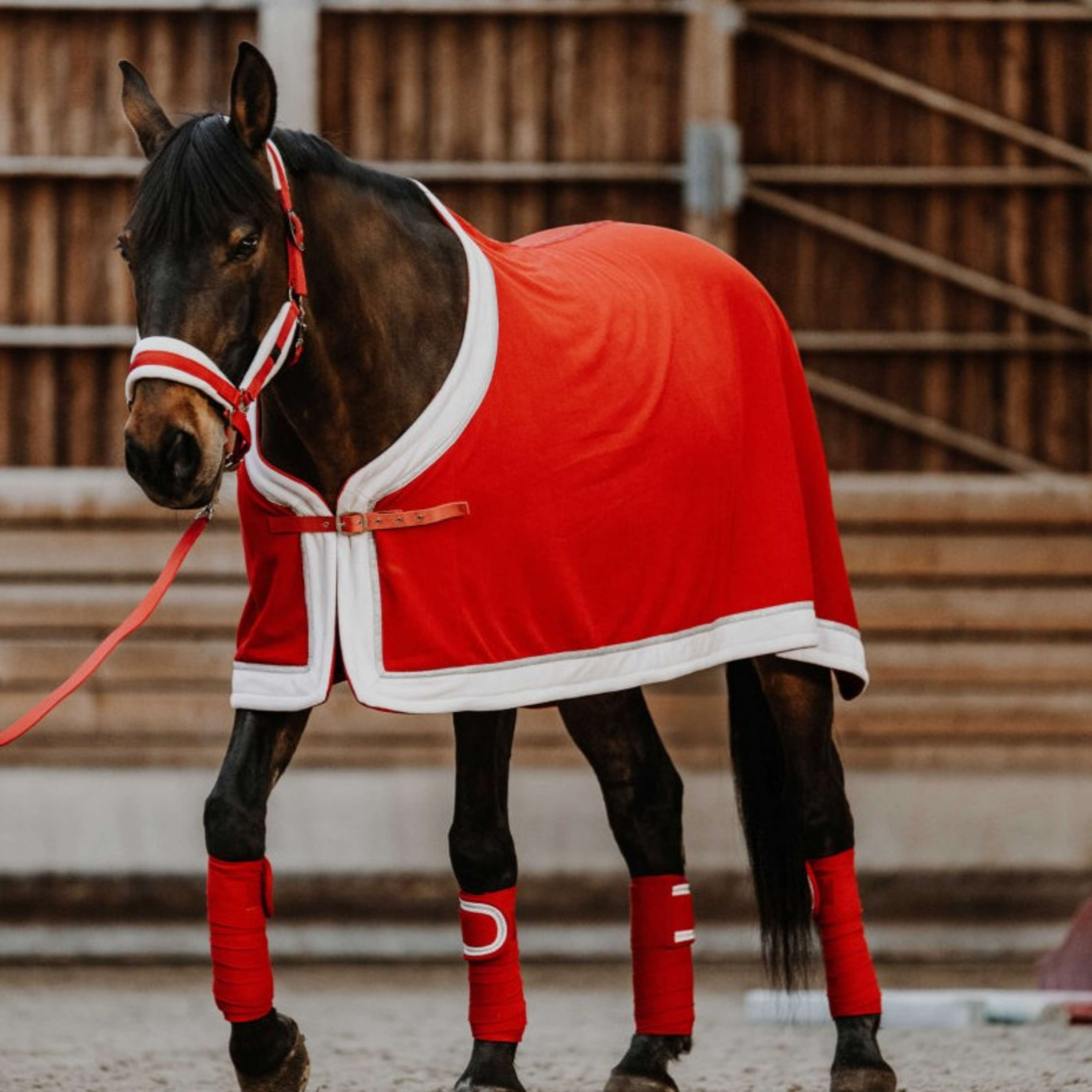 EQUITHÈME Ensemble Licol Noël Rouge