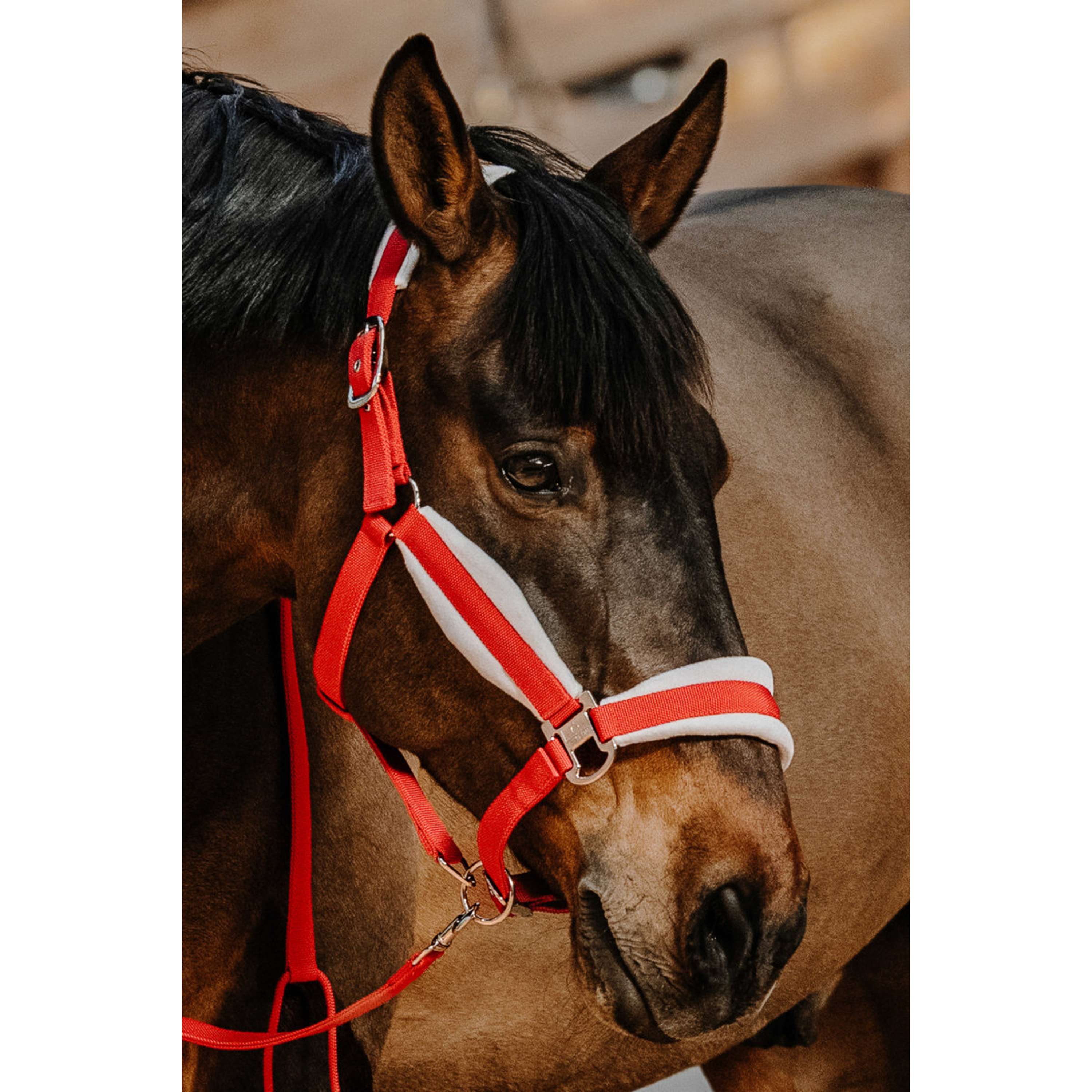 EQUITHÈME Ensemble Licol Noël Rouge