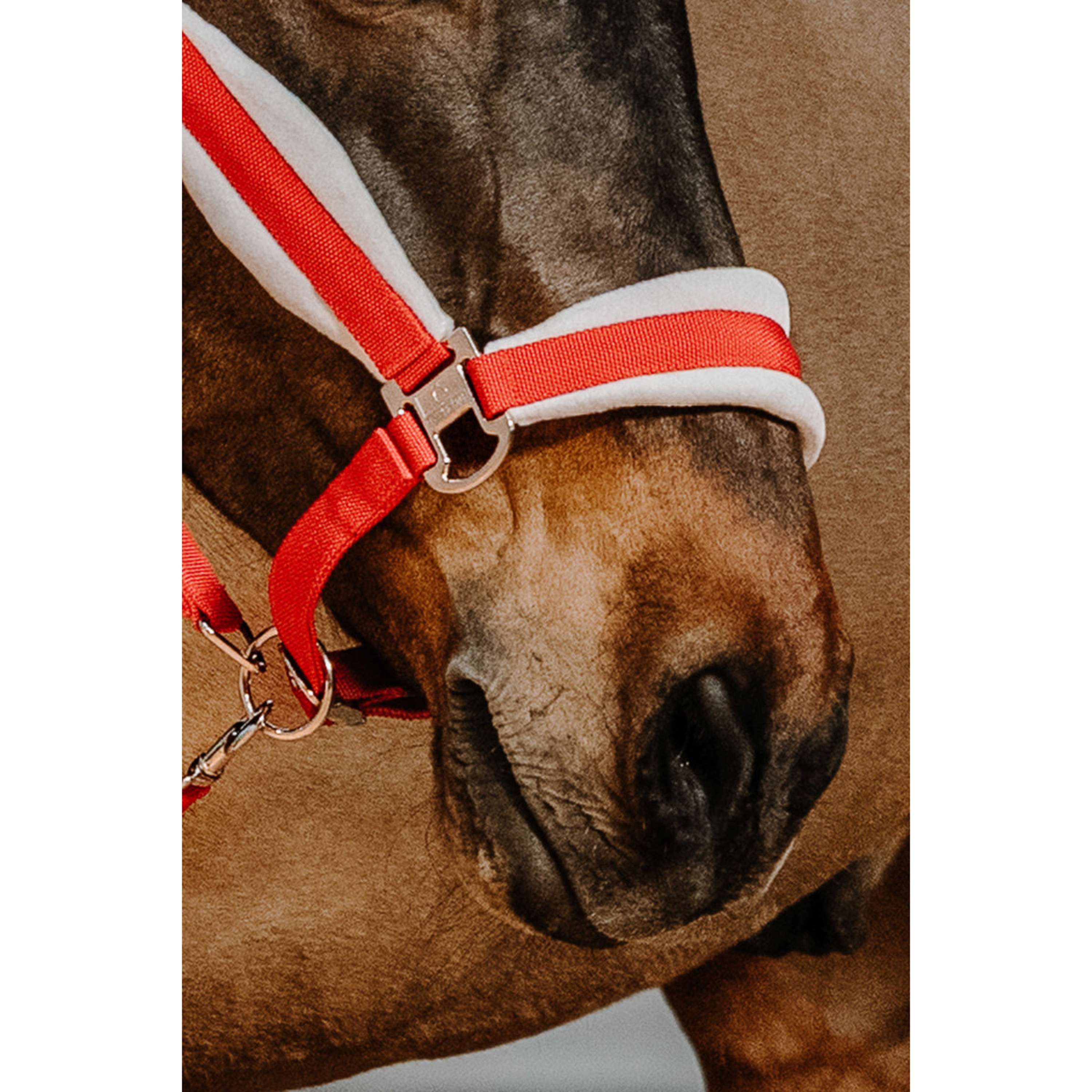 EQUITHÈME Ensemble Licol Noël Rouge