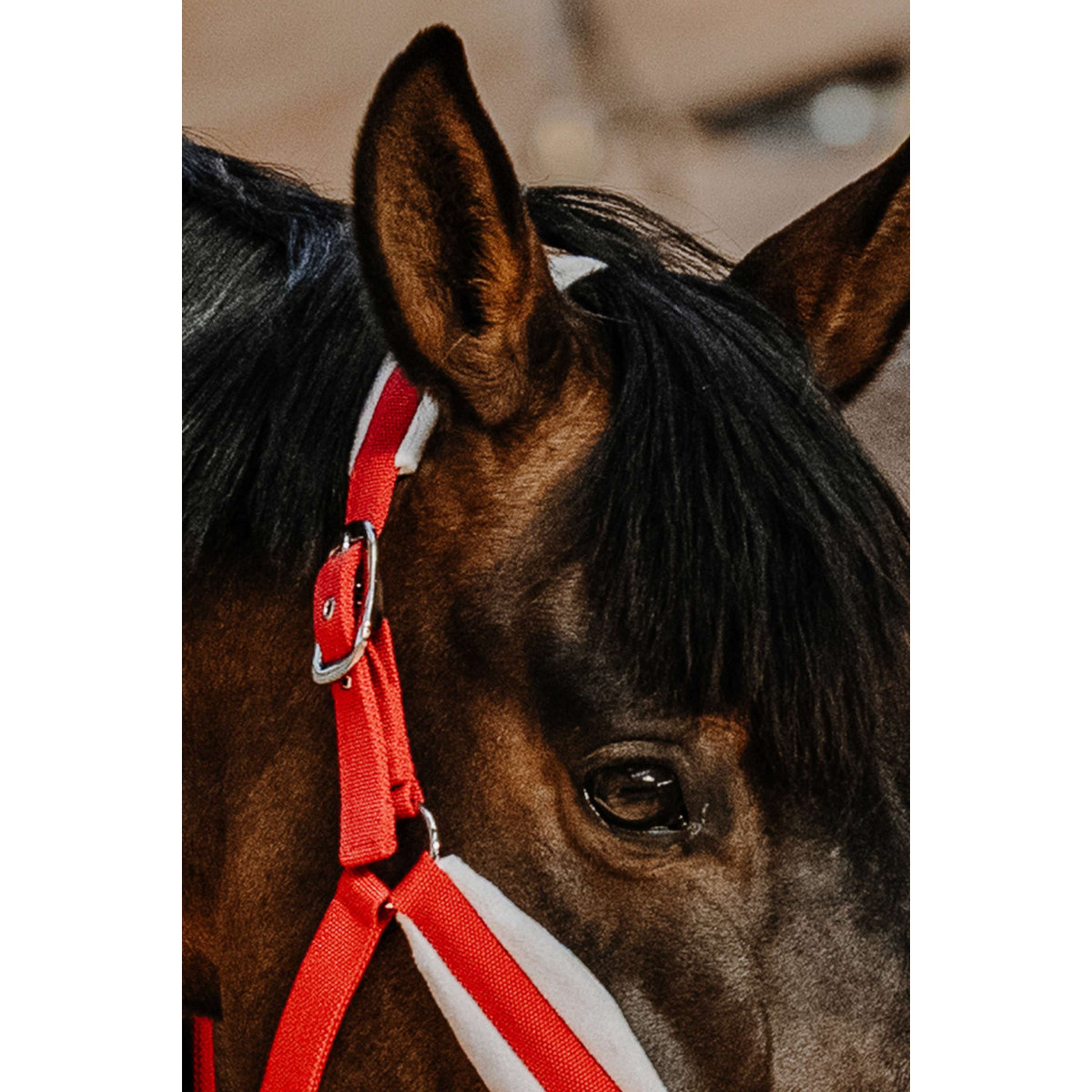 EQUITHÈME Ensemble Licol Noël Rouge
