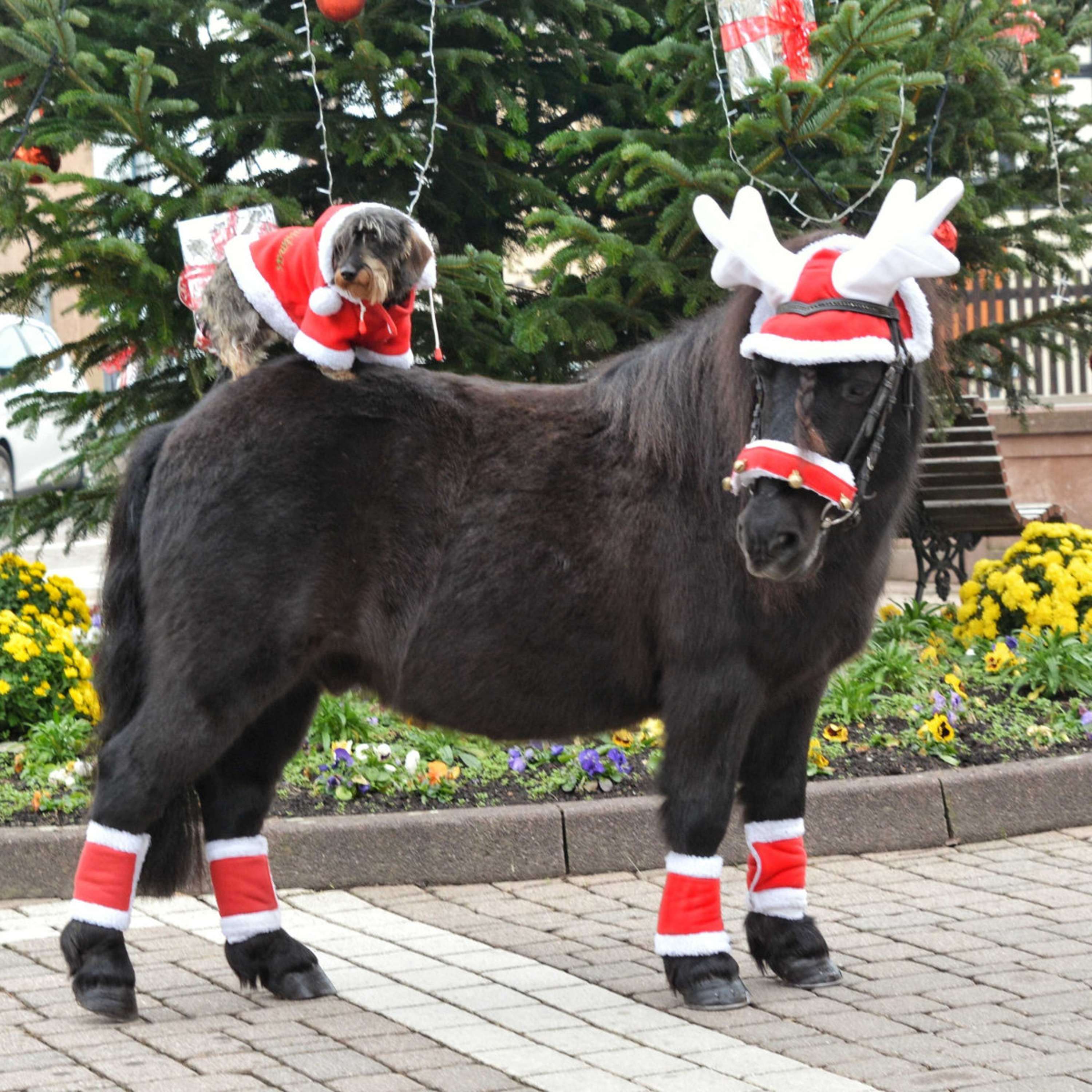 EQUITHÈME Antlers de Rennes Bonnet de Noel Rouge
