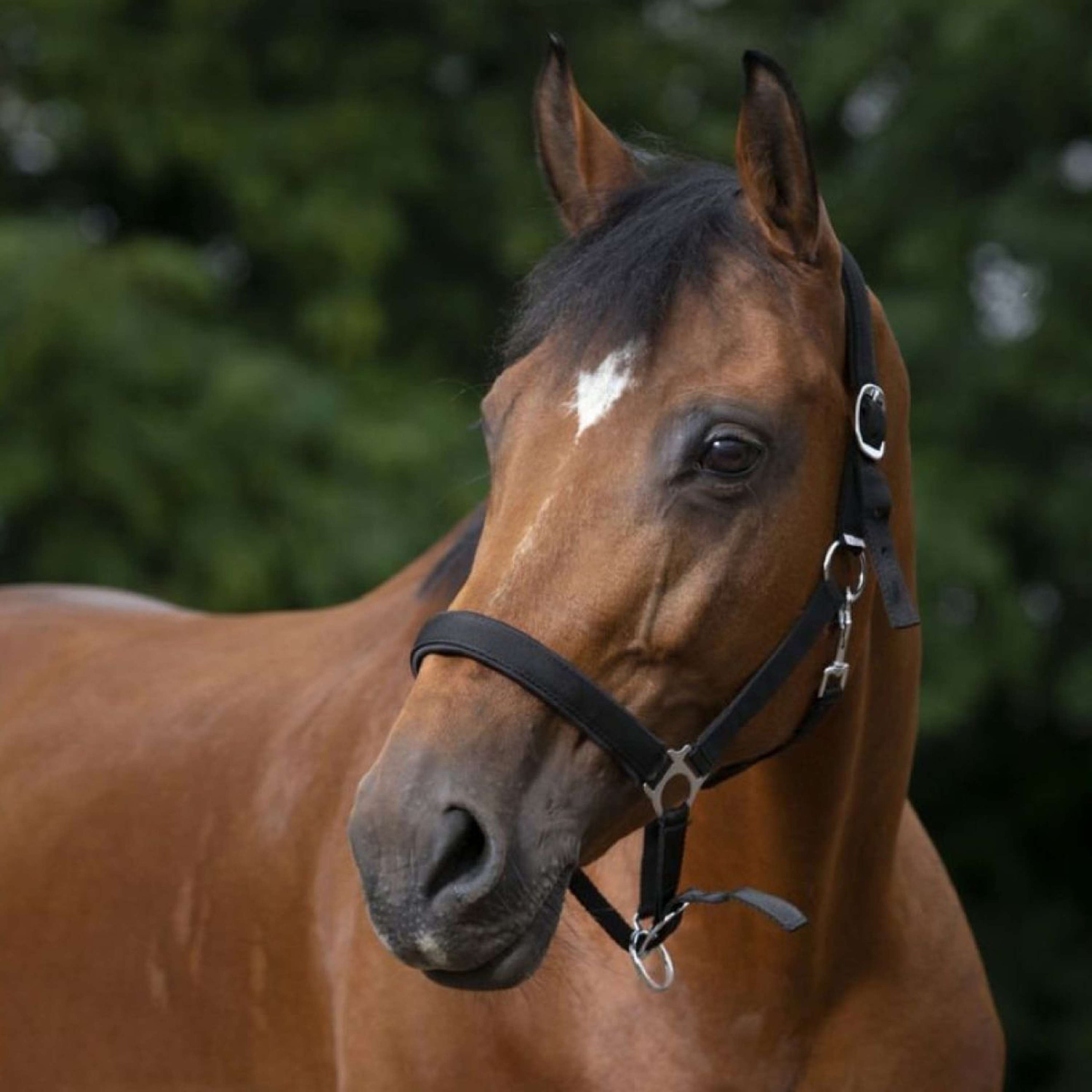 Norton Licol Doublé de Néoprène Noir Norton Licol Doublé de Néoprène Noir