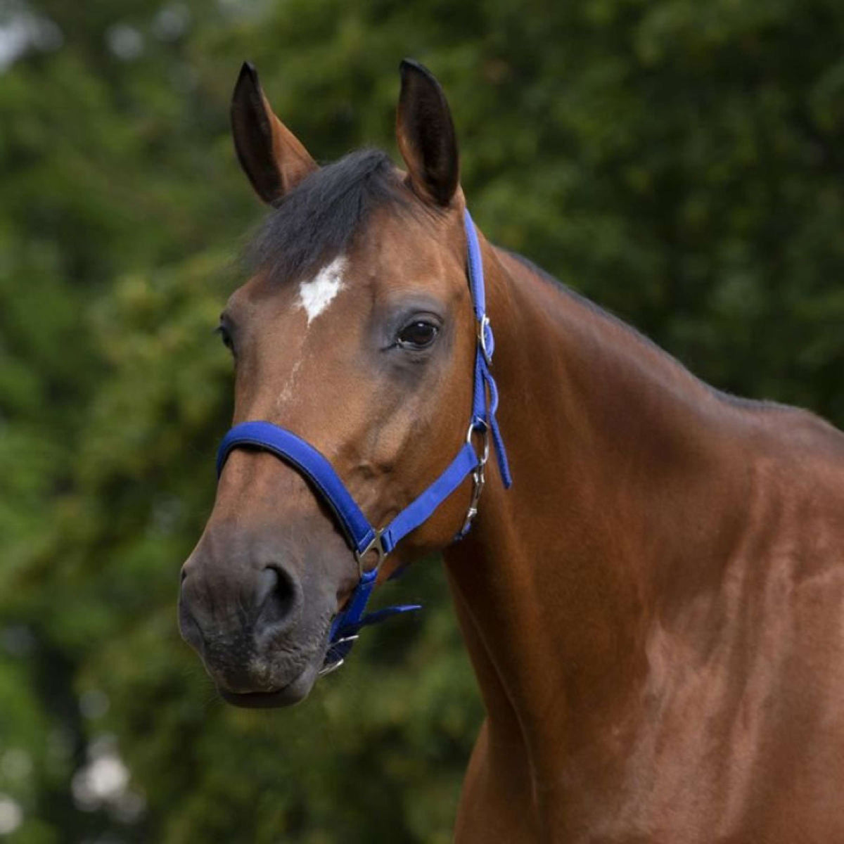 Norton Licol Doublé de Néoprène Bleu Royal