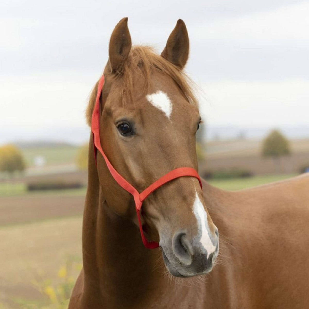 Norton Licol sans Boucles Rouge