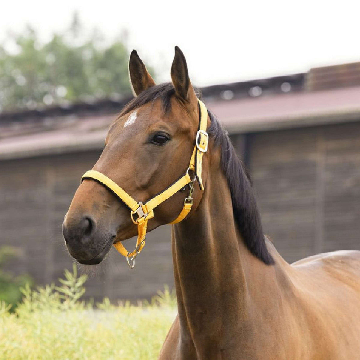 EQUITHÈME Licol Air Jaune