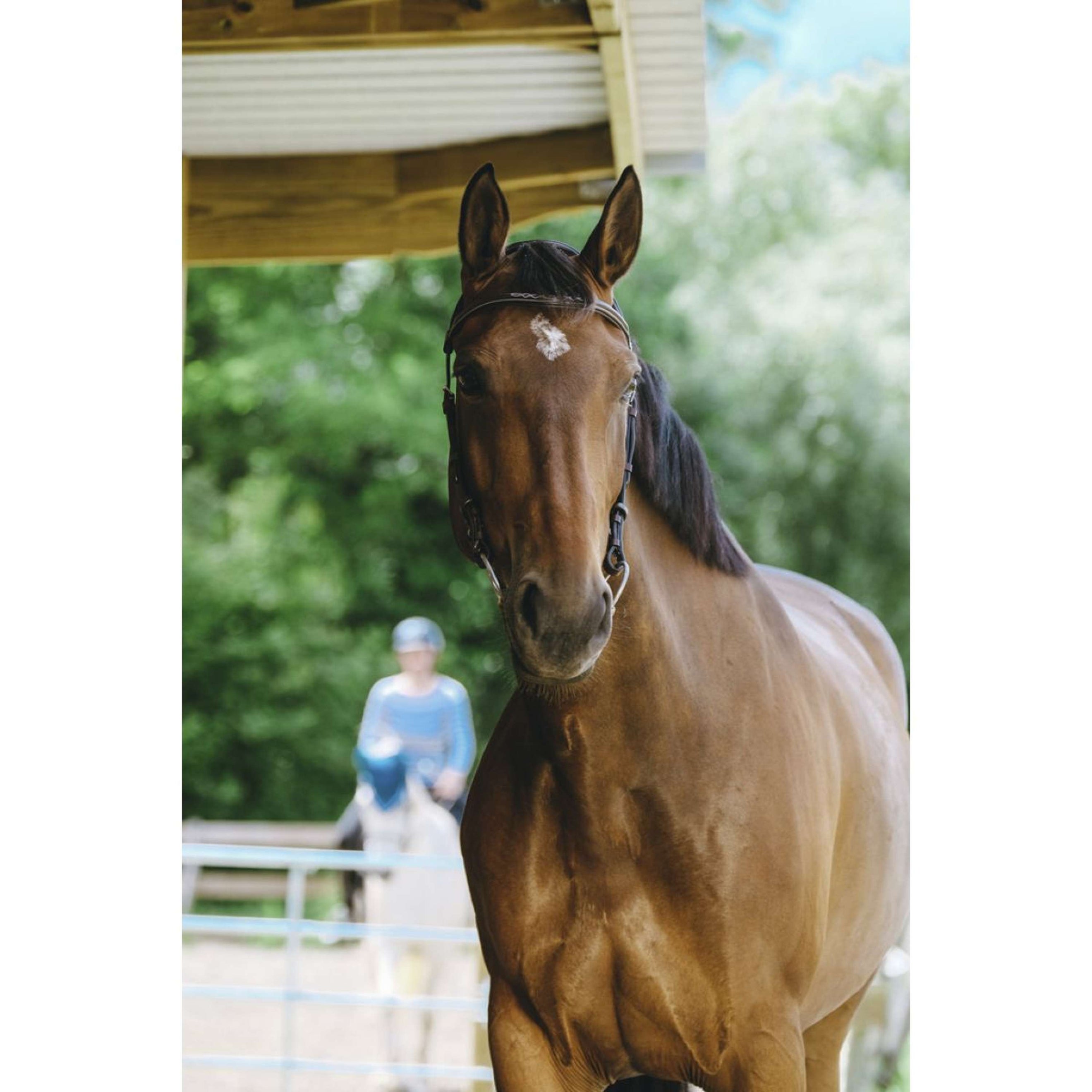 Norton Bride Freedom Havane Norton Bride Freedom Havane