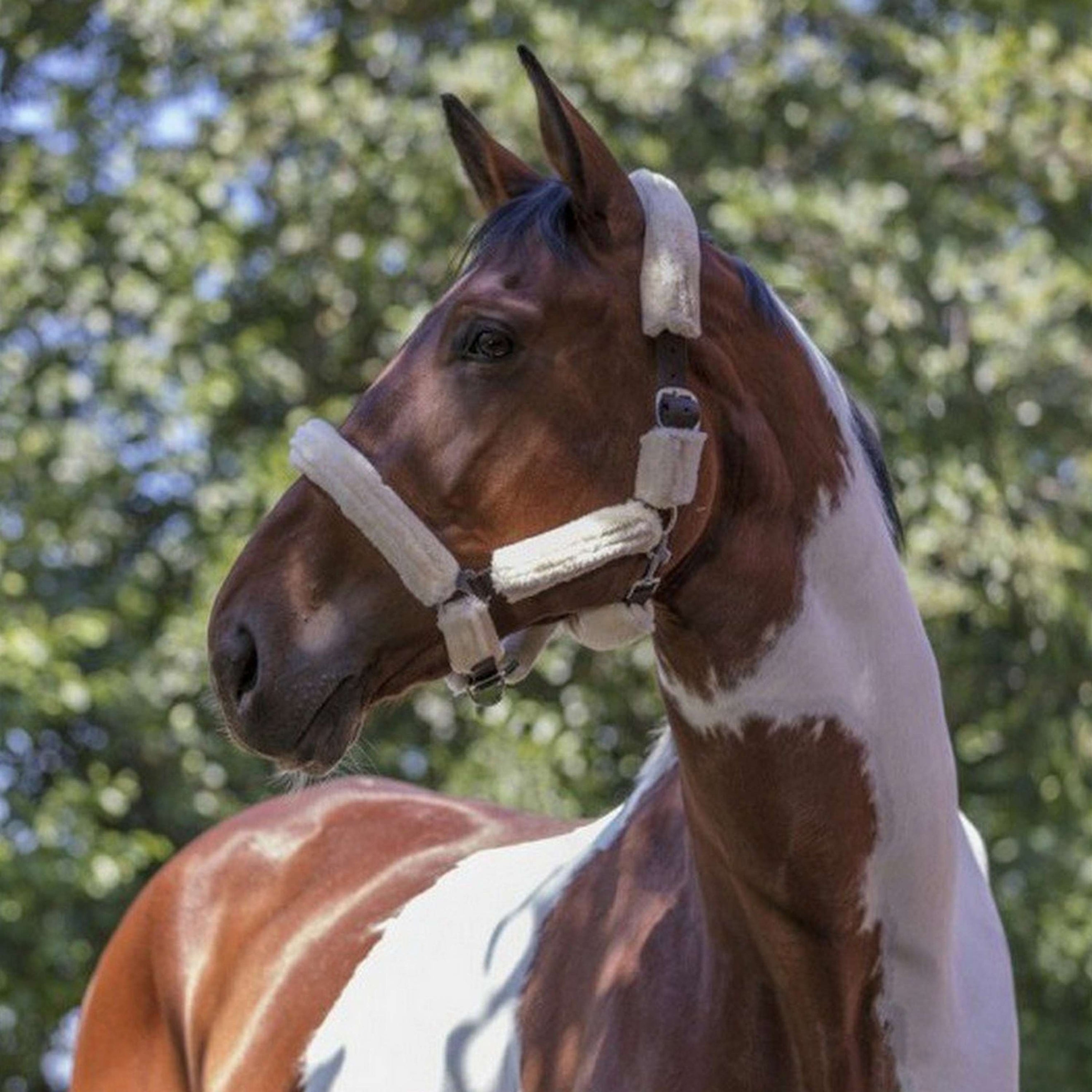 Norton Licol Full Mouton Synthétique Ecru/Noir Norton Licol Full Mouton Synthétique Ecru/Noir