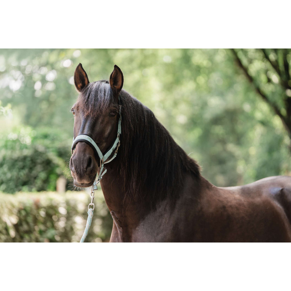 EQPRO Ensemble Licol Precious Blue Reef