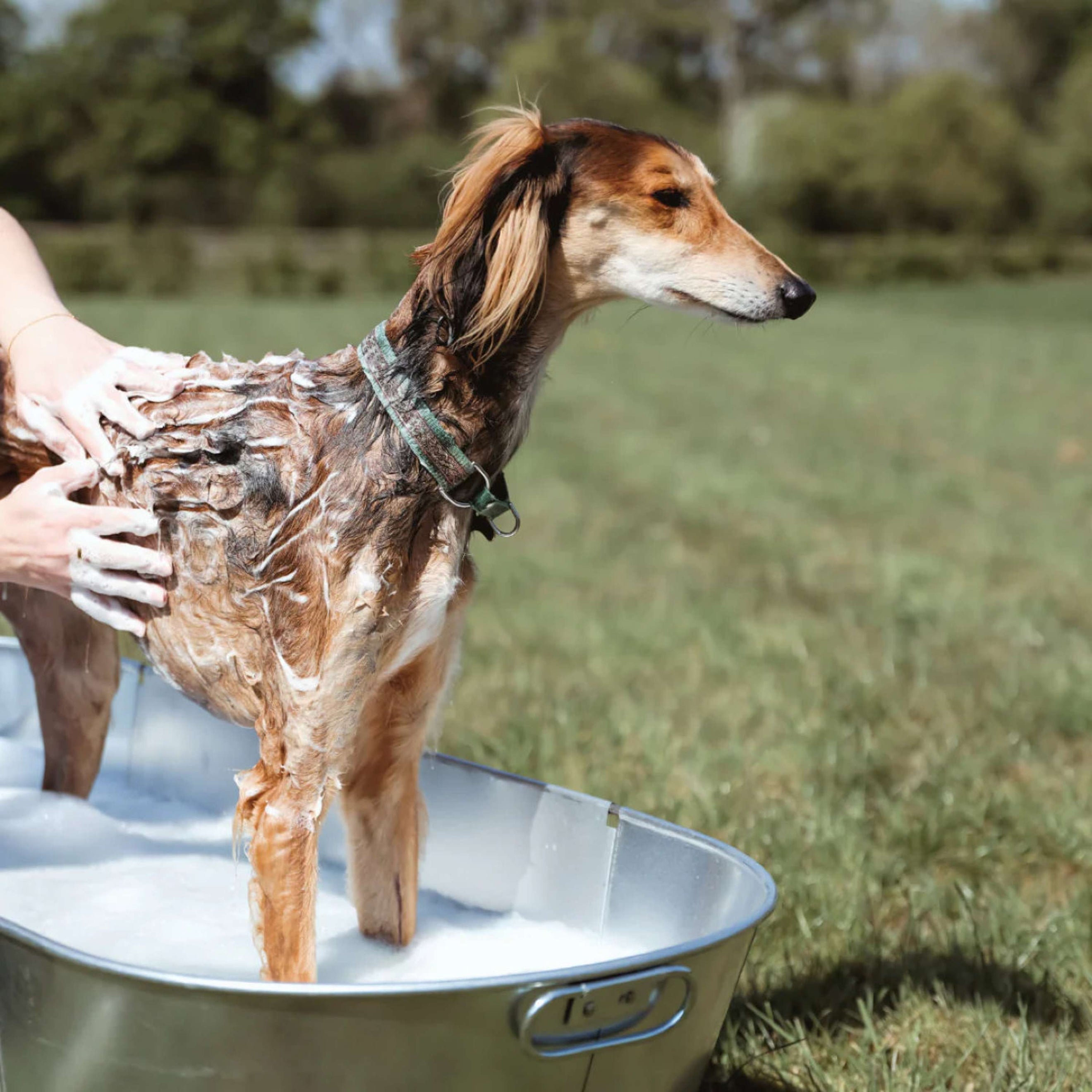 Equine America Shampooing Oat-So-Soothing Naturel Equine America Shampooing Oat-So-Soothing Naturel