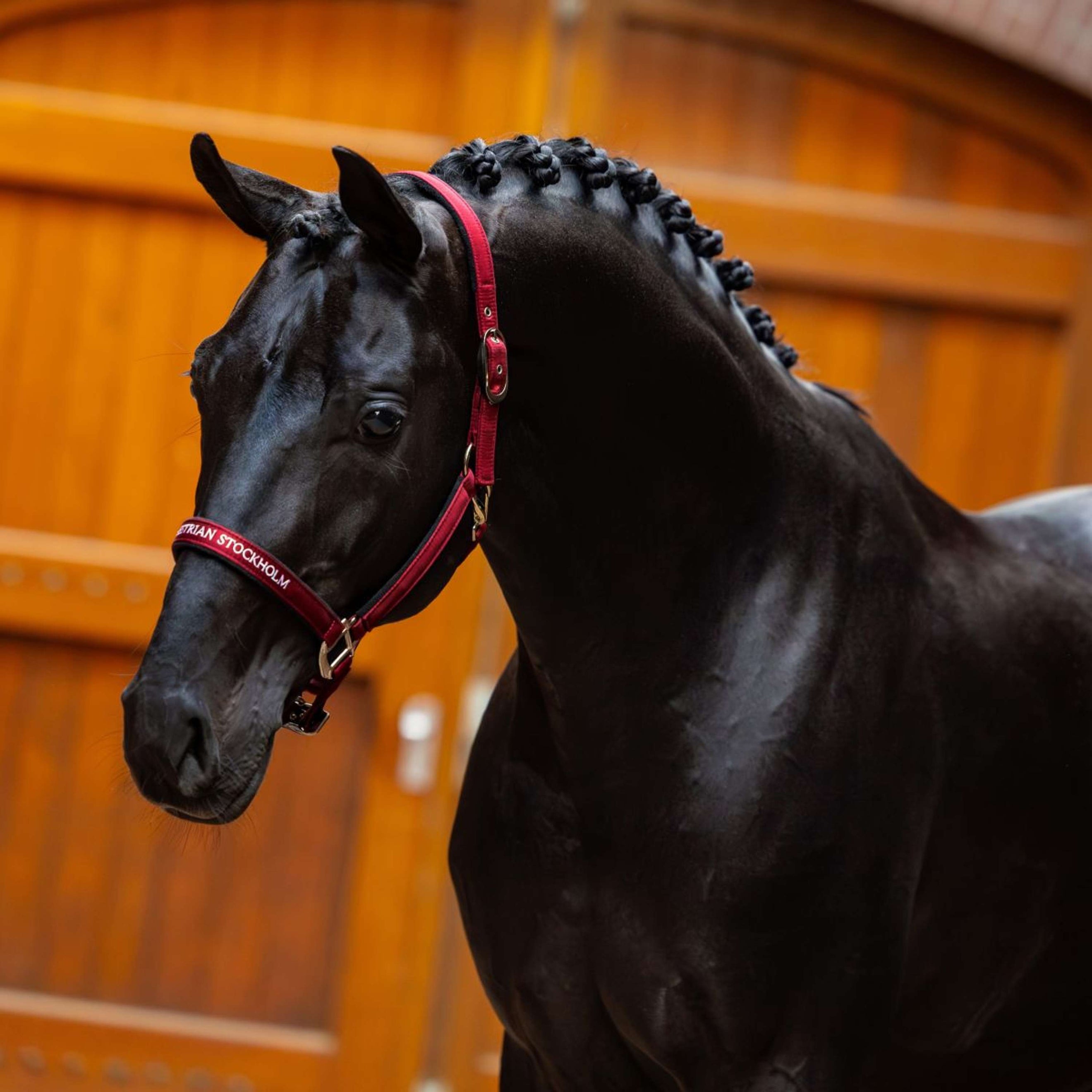 Equestrian Stockholm Licol Line Bordeaux Equestrian Stockholm Licol Line Bordeaux