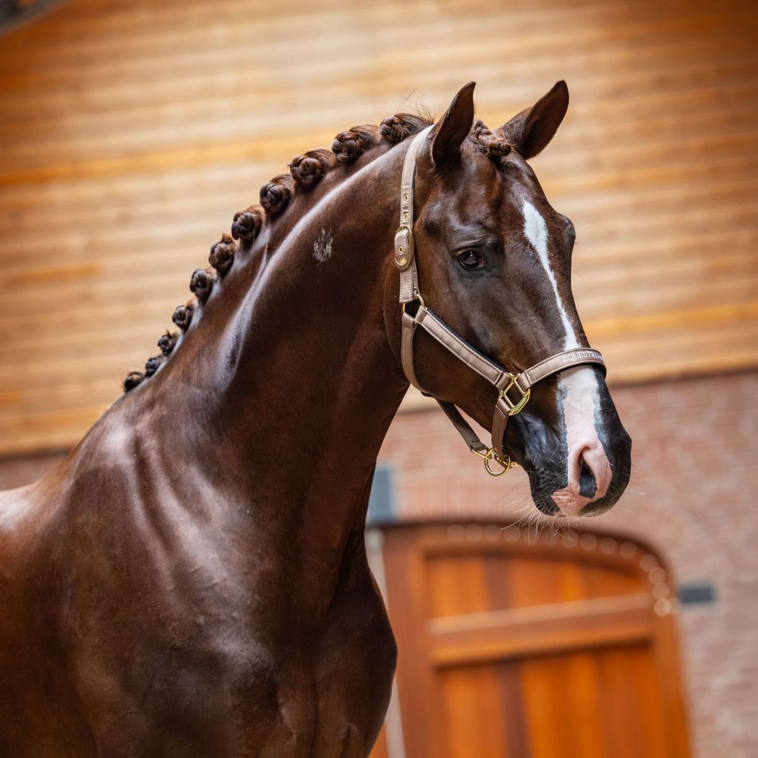 Equestrian Stockholm Licol Line Champagne