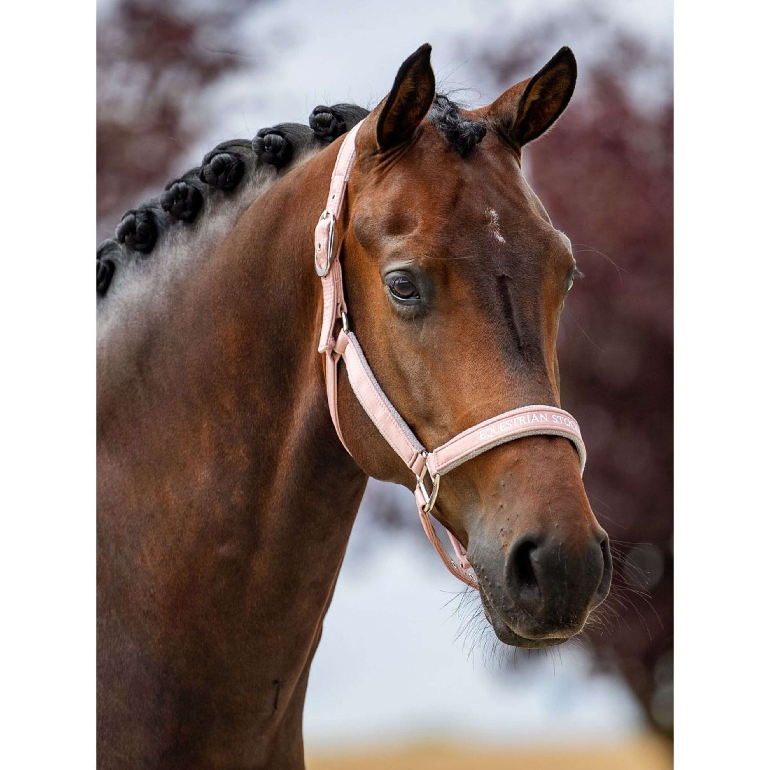 Equestrian Stockholm Licol Line Rose